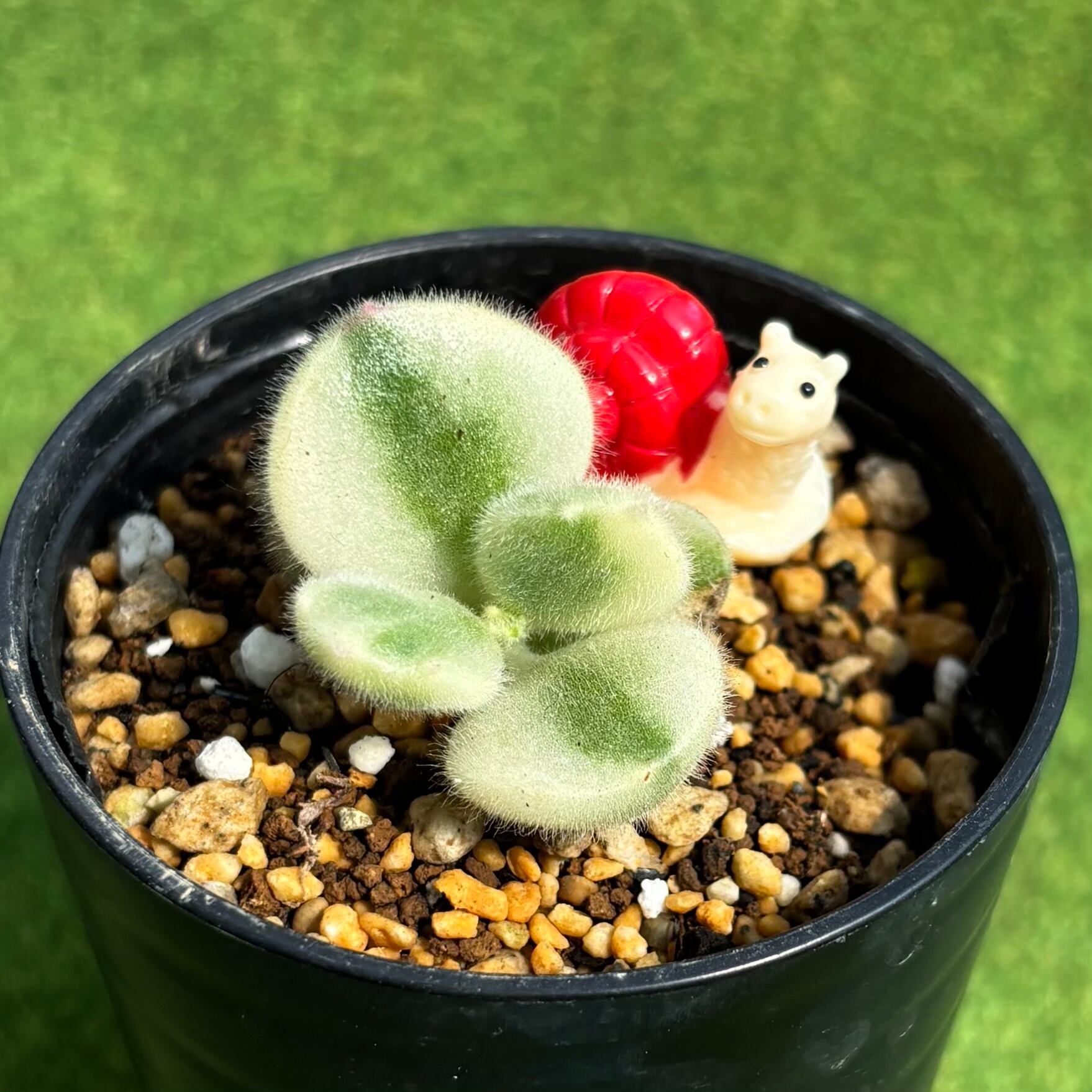 斑入り | 多肉植物 豆彦商店