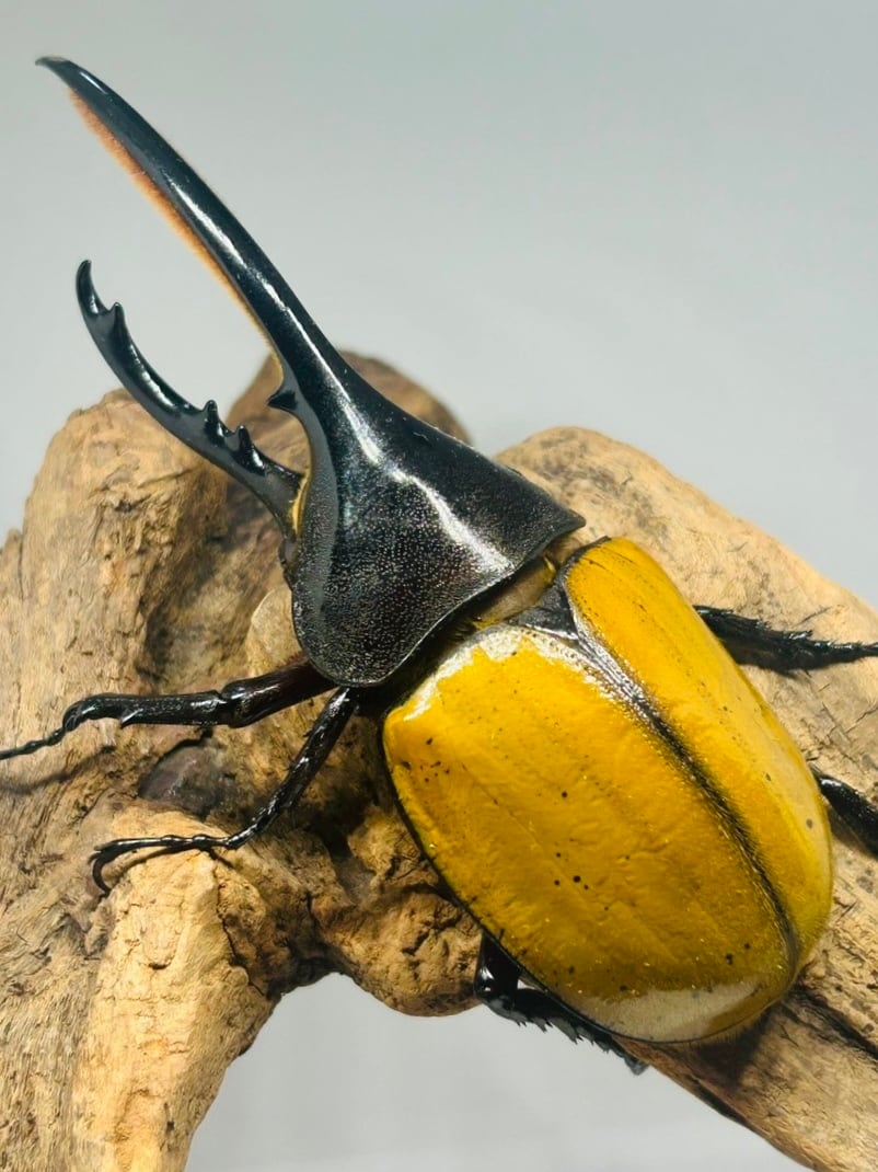 檸檬エクア】《ヘラクレス・エクアトリアヌス 幼虫3頭セット》 | KPW