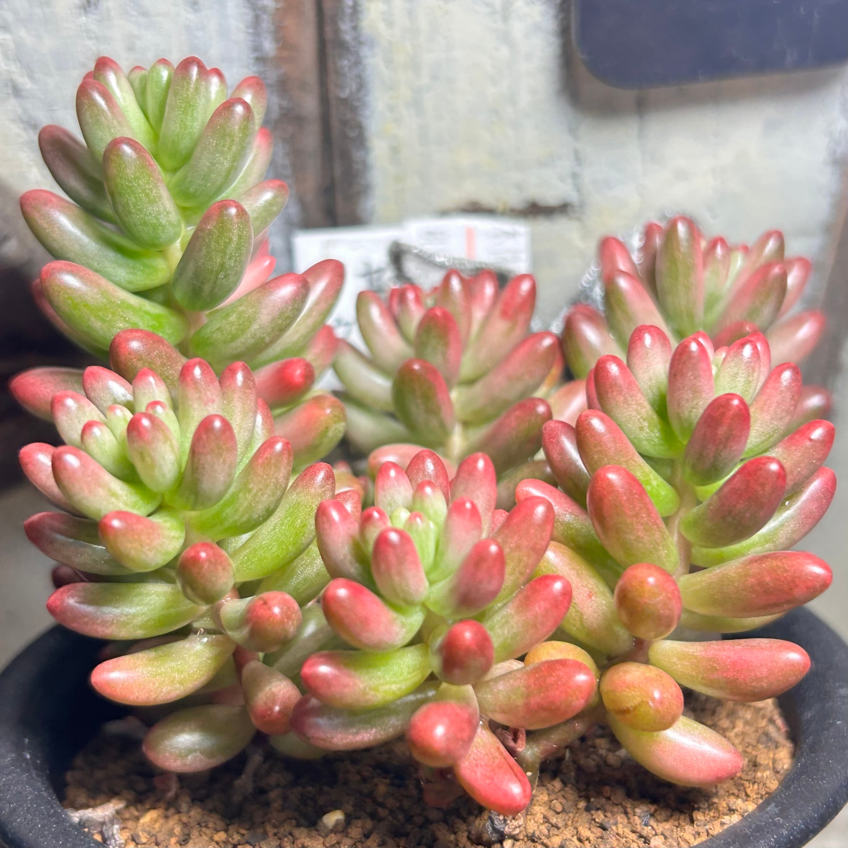 クラウゼン錦 セダム | RuPo 多肉植物専門店