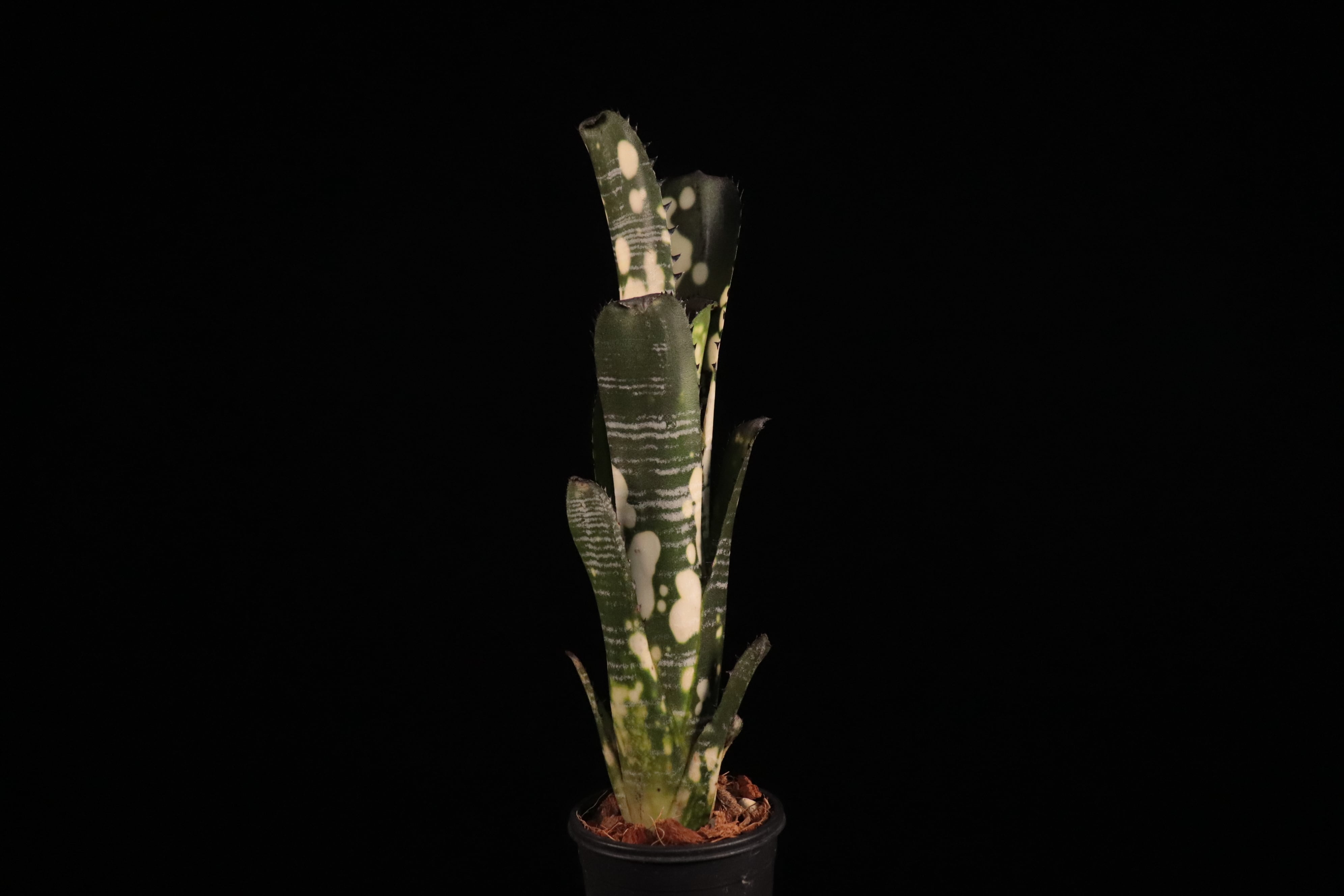 Billbergia Domingos Martins　ビルベルギア 送料無料】Billbergia vittata 'Domingos Martins'〔ビルベルギア