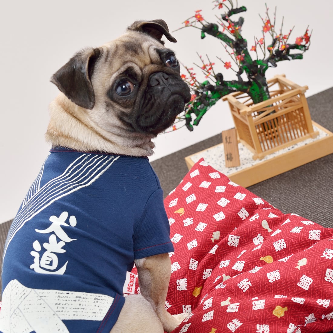 犬服 SS わんこの普段着　雪の結晶 犬服 SS わんこの普段着 雪の結晶