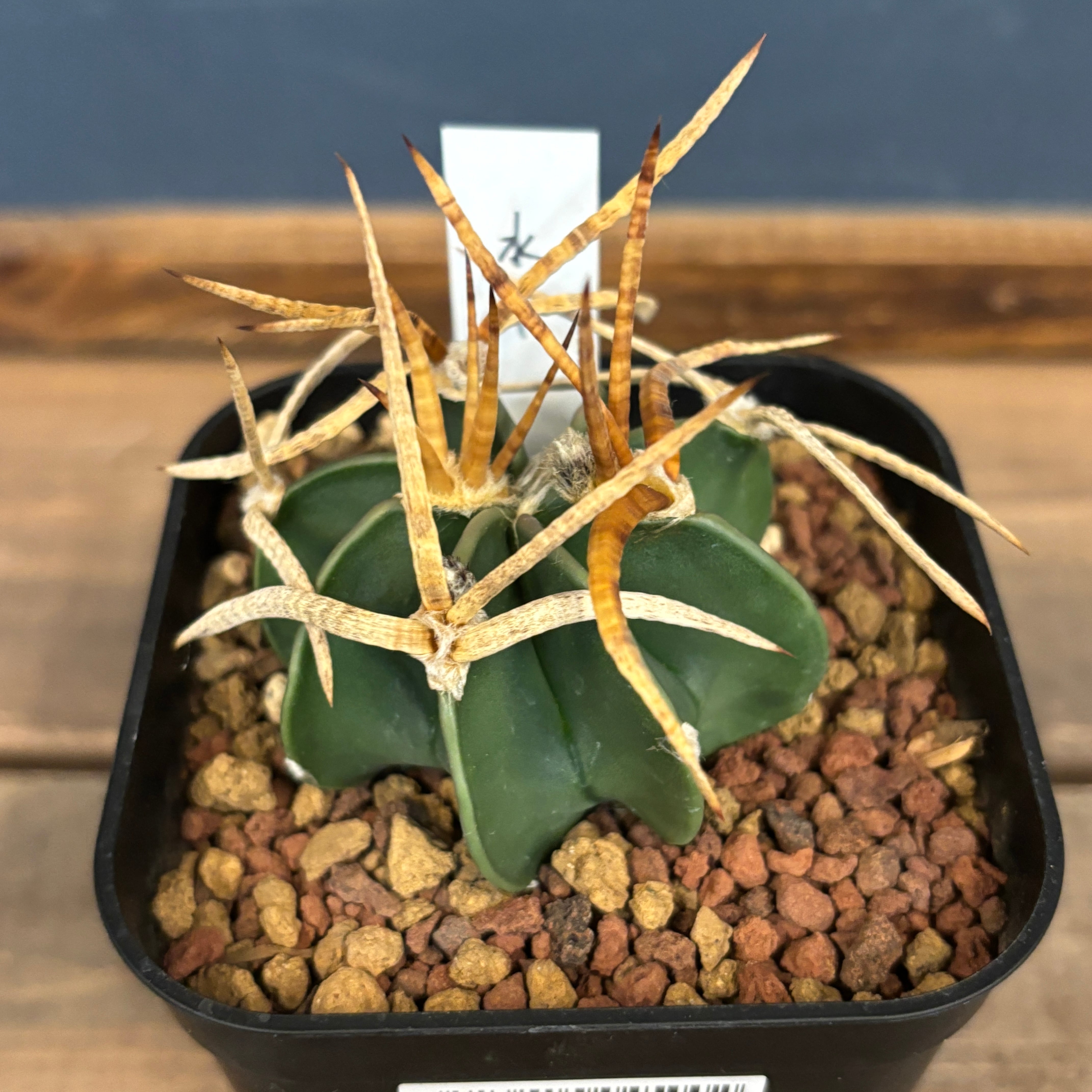 PROTOLEAF プロトリーフ