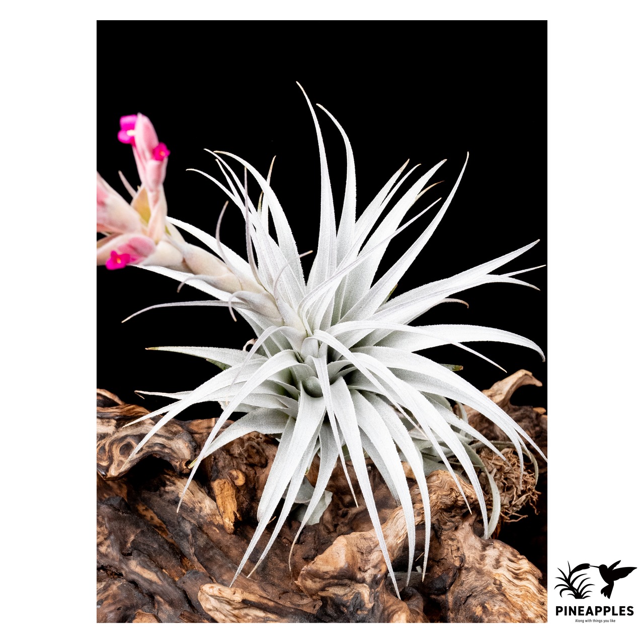 Tillandsia chapeuensis (肉厚幅広特撰） Brazil. 2018 - 4