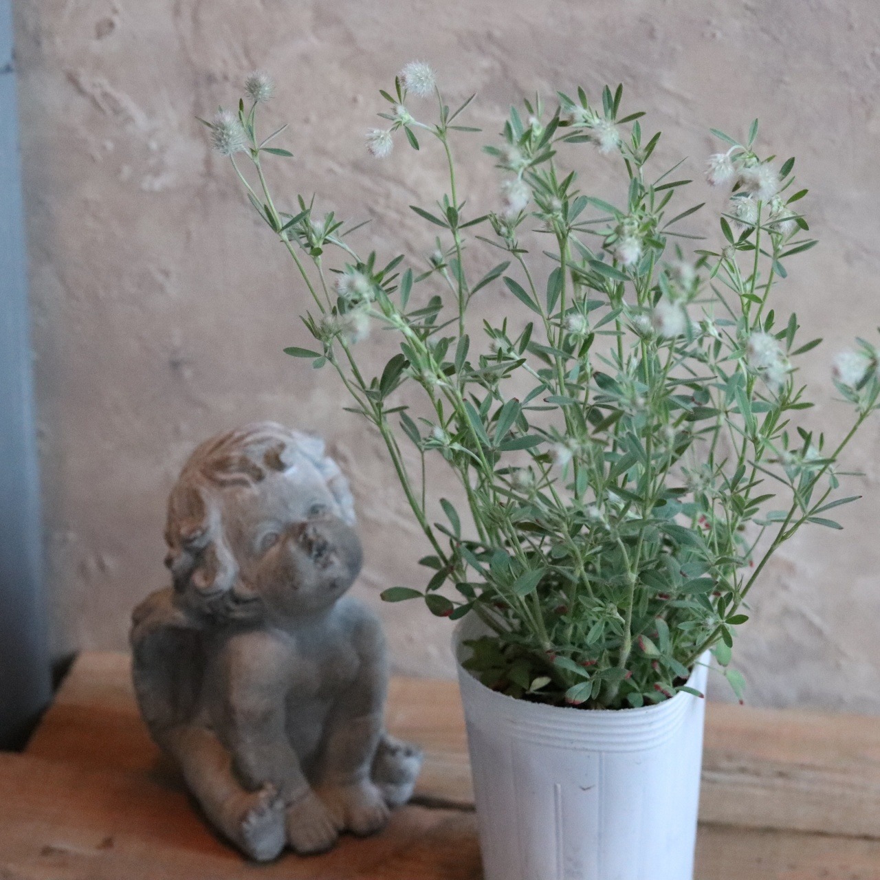 mondimanche リーフ　トリフォリウム　バーニーズ｜切花にも使えるオシャレなお花　ナチュラルな寄せ植えにオススメ