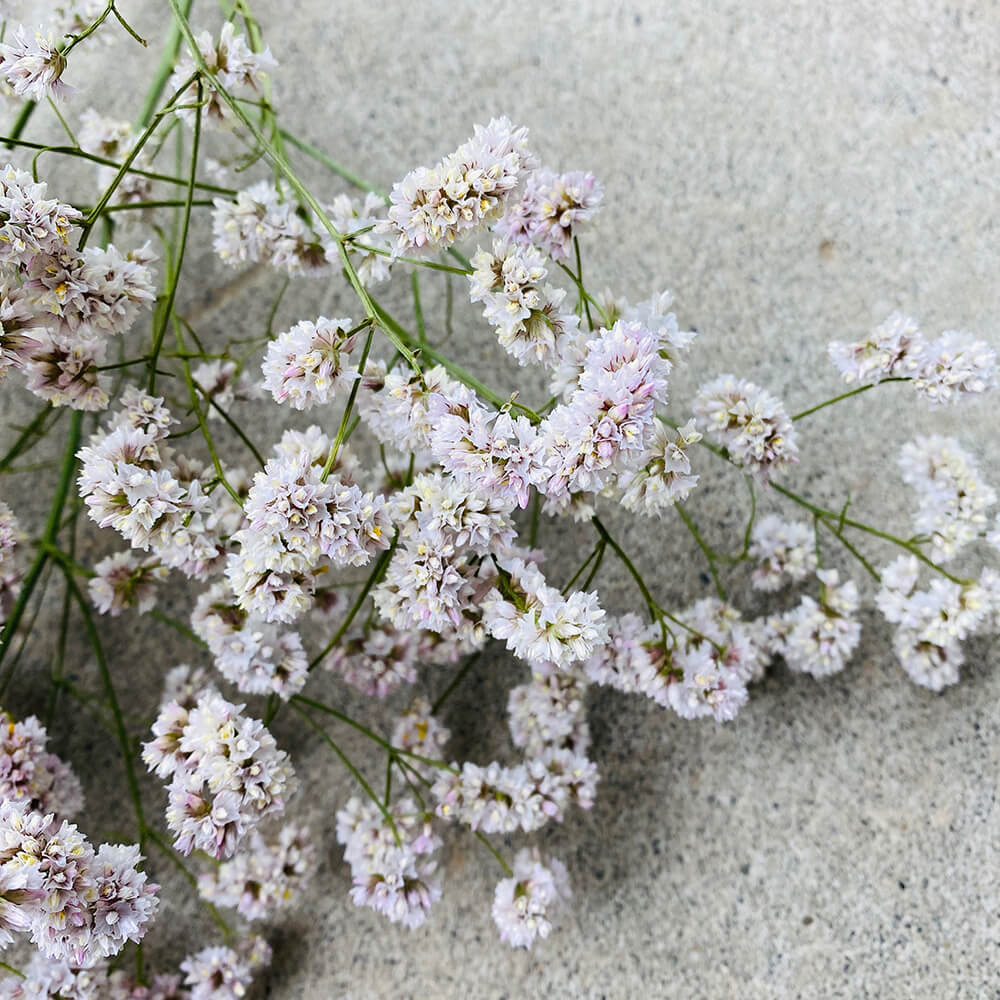 ドライフラワー】 スターチス HB シネンシス 八重咲 ソフトピンク 雲竜