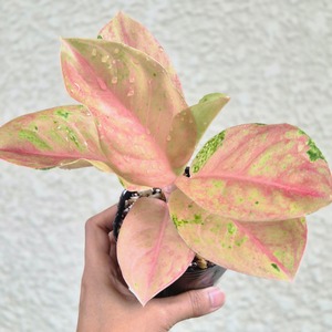 ⑭《Aglaonema Kamlai Thong》アグラオネマ カムライトーン 観葉植物 / レッドリーフ/ポット発送
