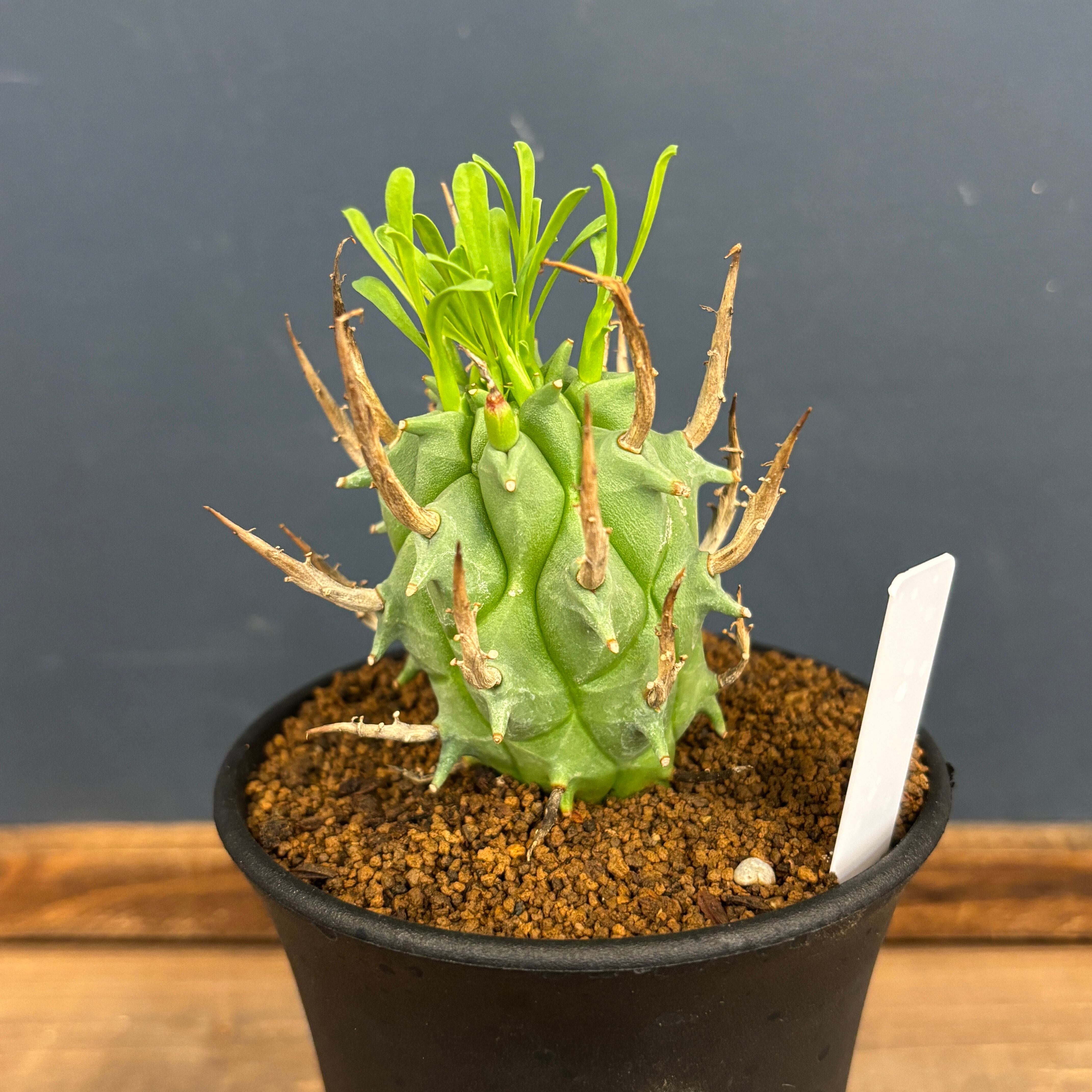 ユーフォルビア スコエンランディ 闘牛角【203】 | PROTOLEAF プロトリーフ