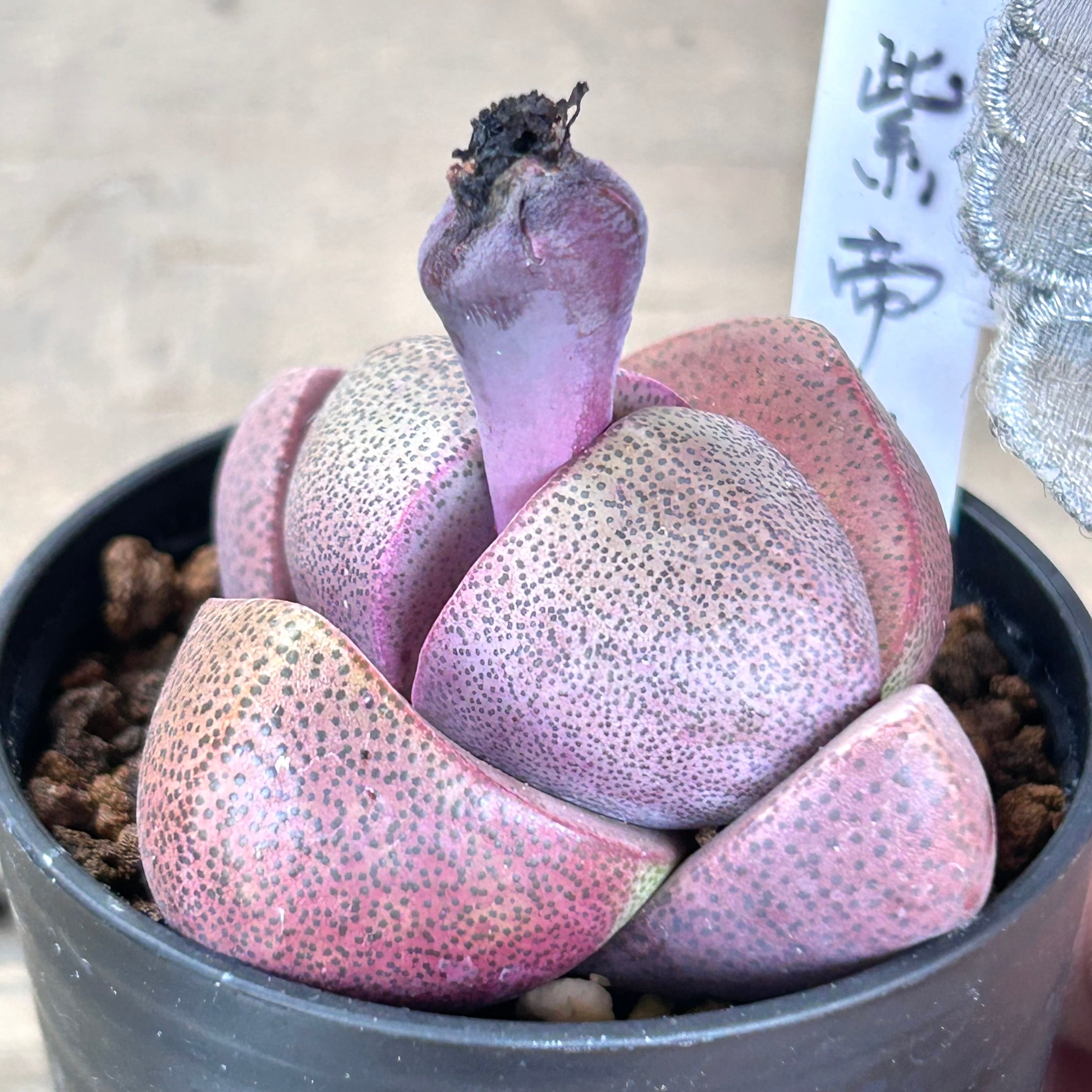 多肉植物 ハオルチア 万象 紫万象 ≧∇≦）多肉植物 ハオルチア 万象紫