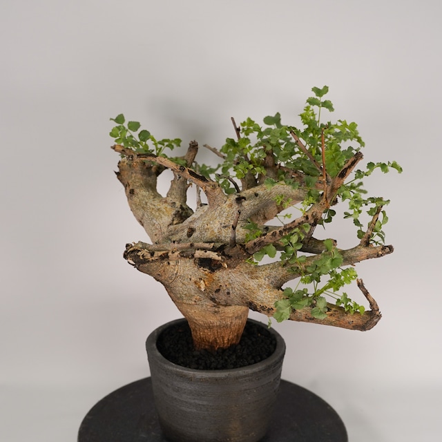 F54 コミフォラ サクシコラ  発根済 現地球