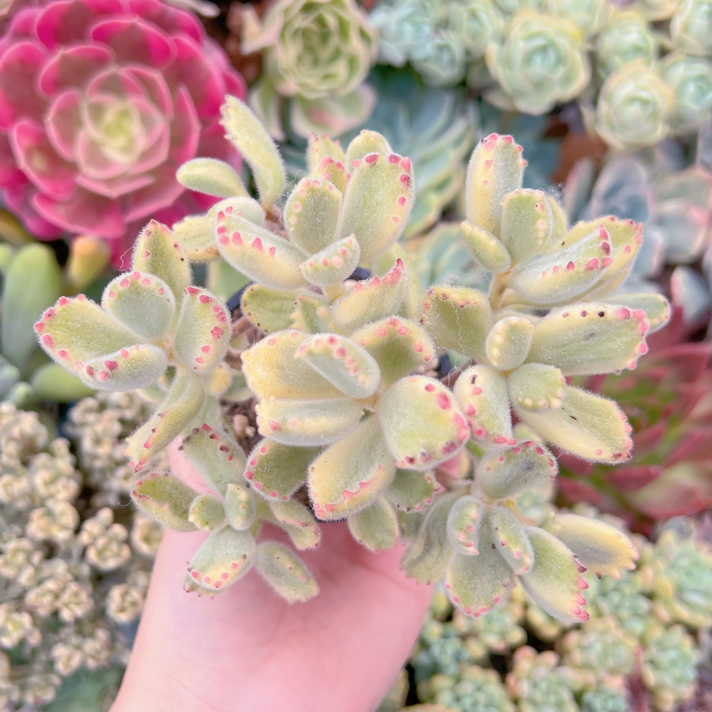 現品　白熊#F019　るる農園