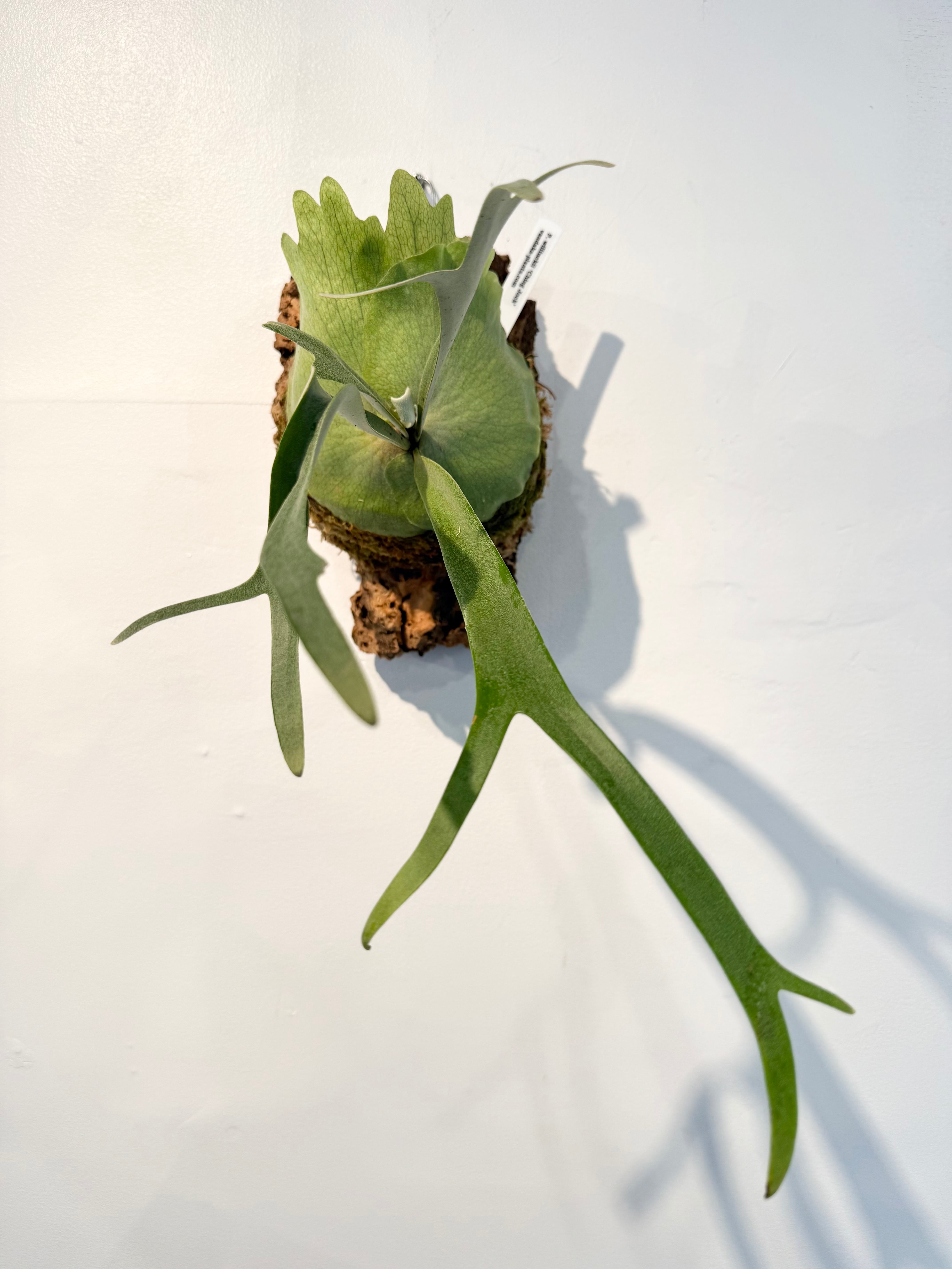 Platycerium_ビカクシダ | vandaka plants
