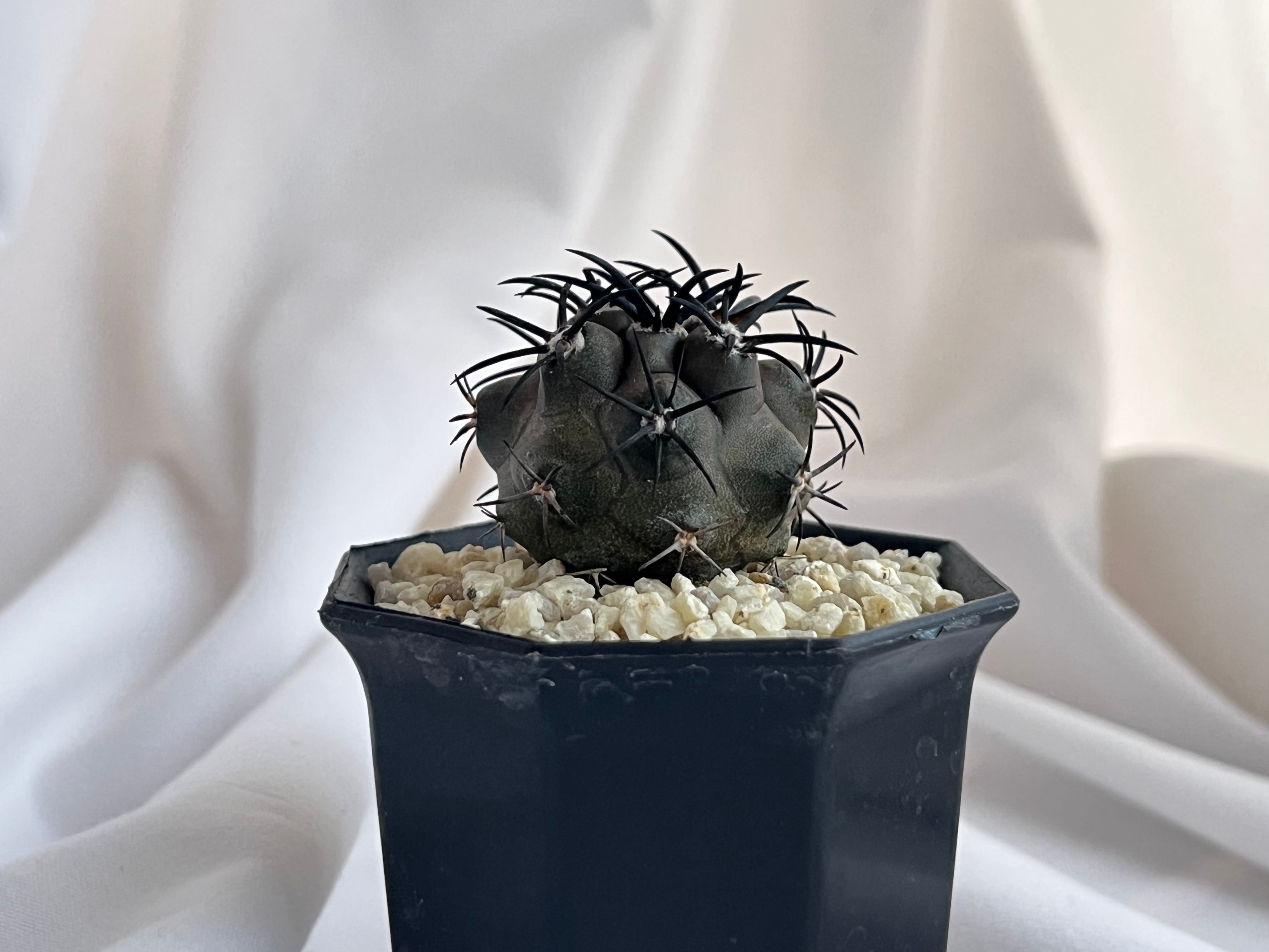 花サボテン 楽天市場】花サボテン*S 幅3cm : 遊恵盆栽 楽天市場店