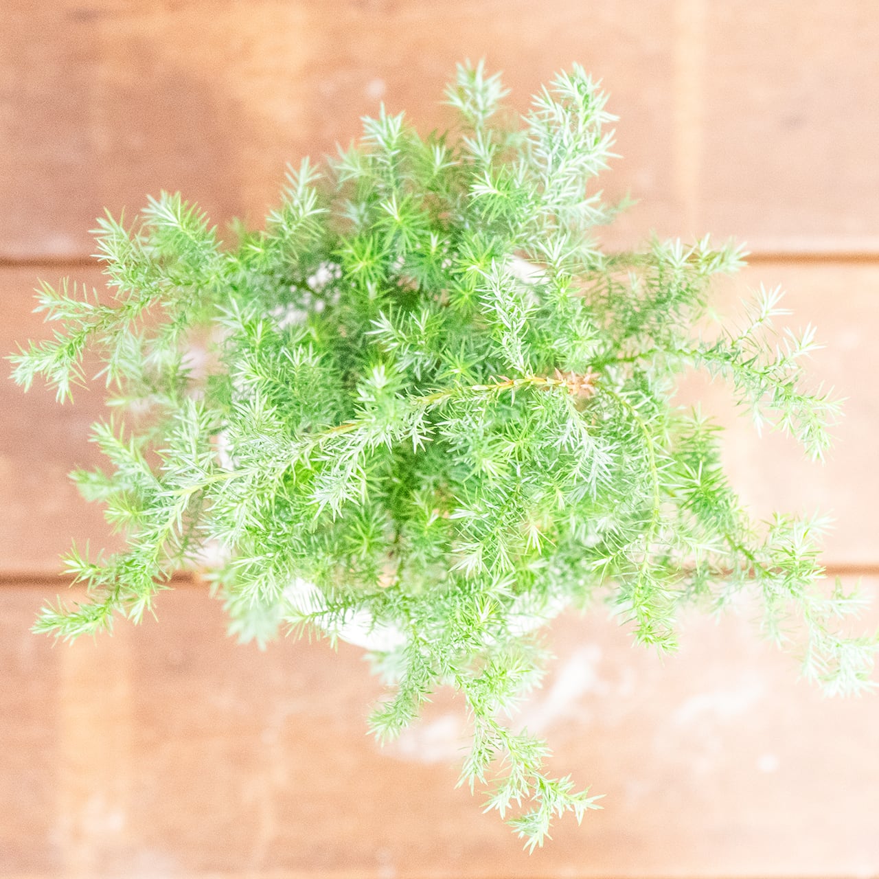 ヒムロスギ｜ふわっと広がる柔らかな葉が魅力のインテリアグリーン【虫発生抑制／手作りのモルタル鉢】