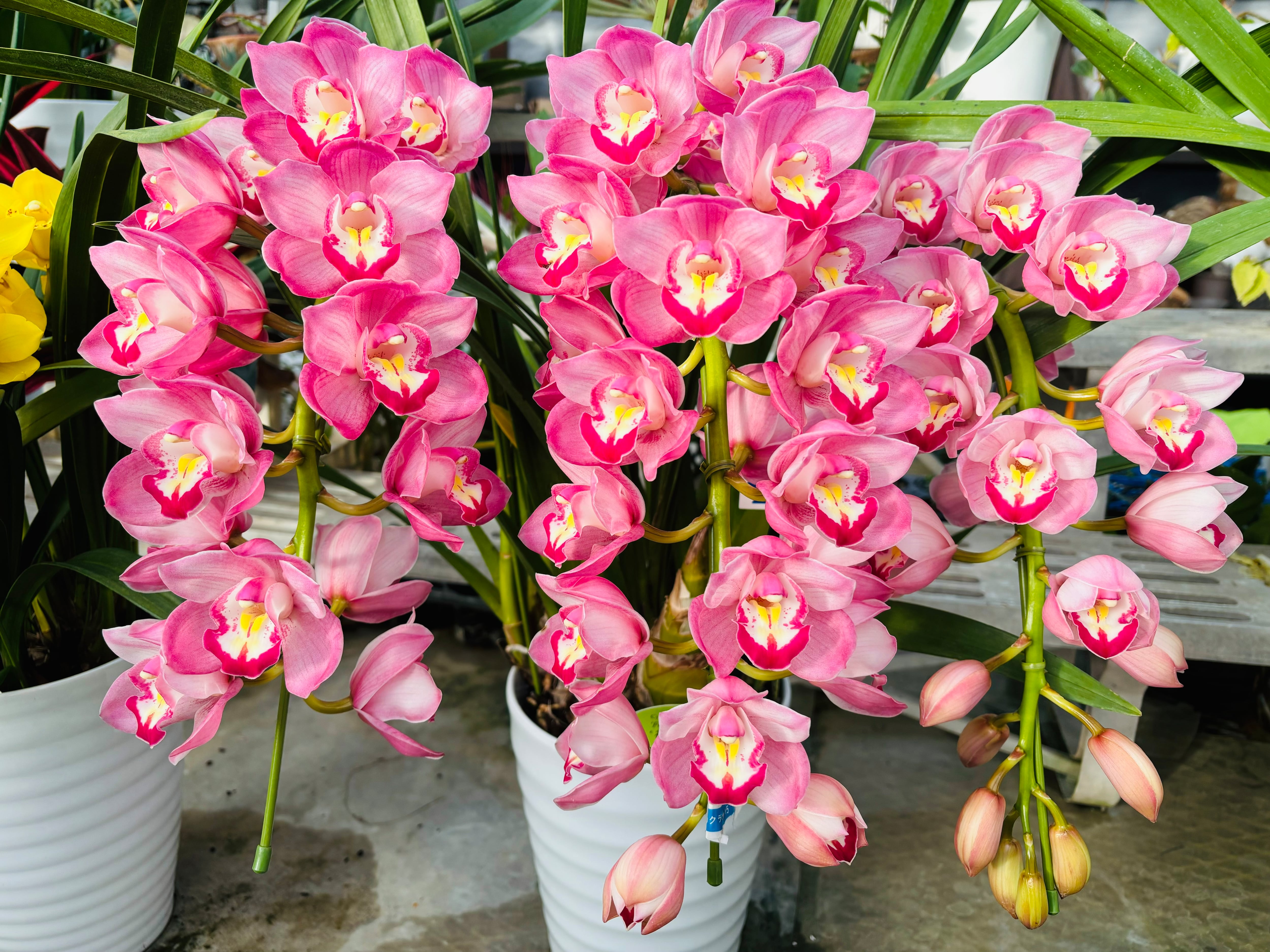 シンビジュームアーチ | ファーム小瀬