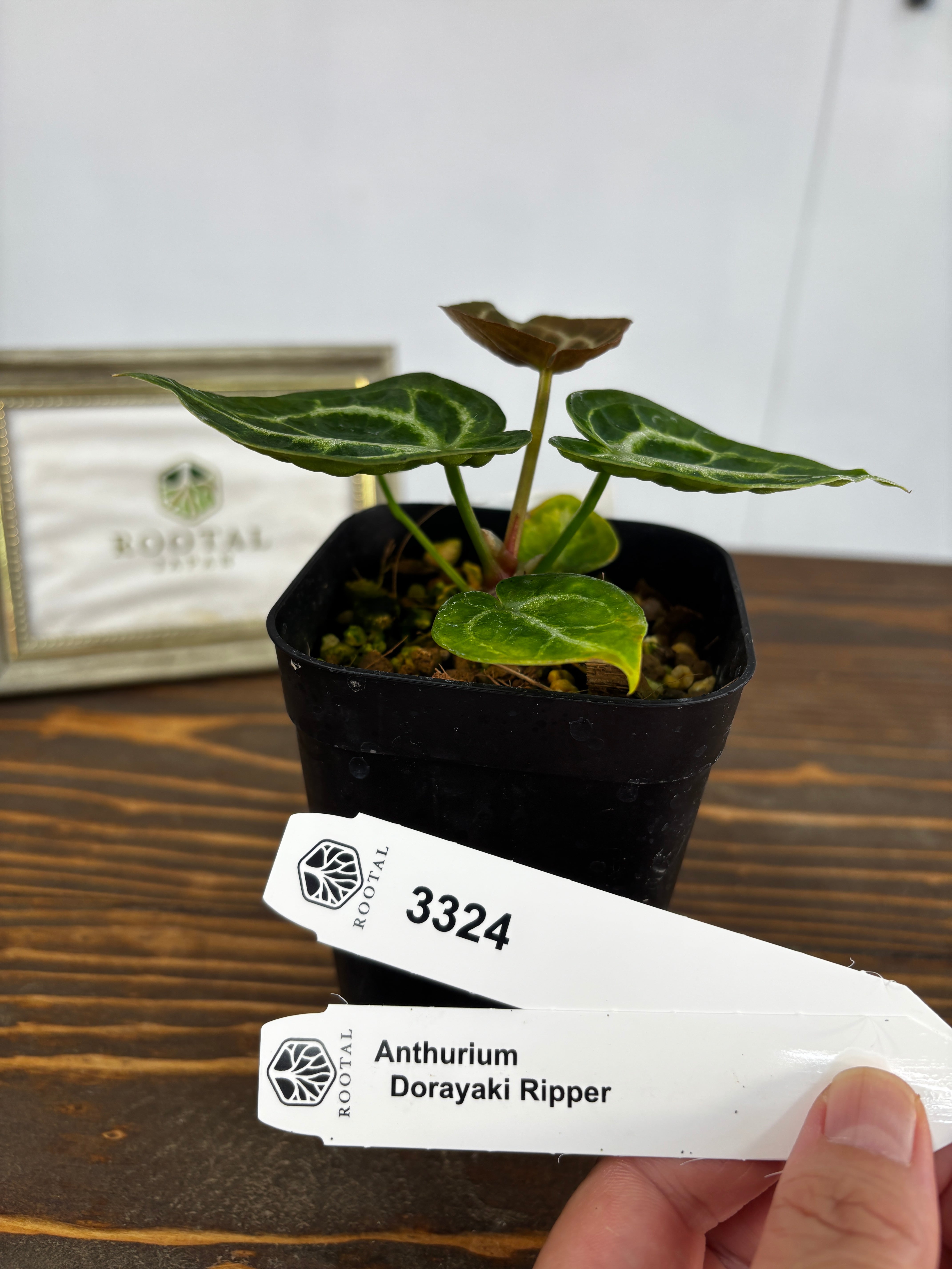 アンスリウム | ROOTALPLANTS