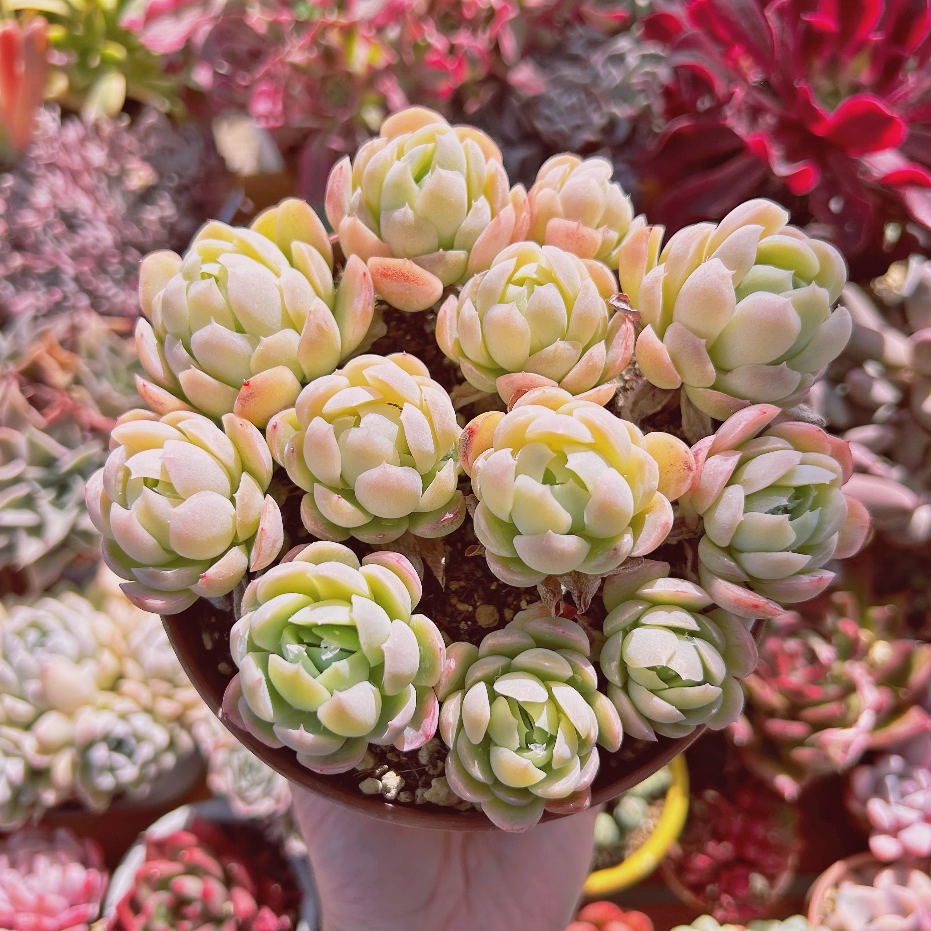 #274現物　多肉植物　 クリームベリー　特大　抜き苗