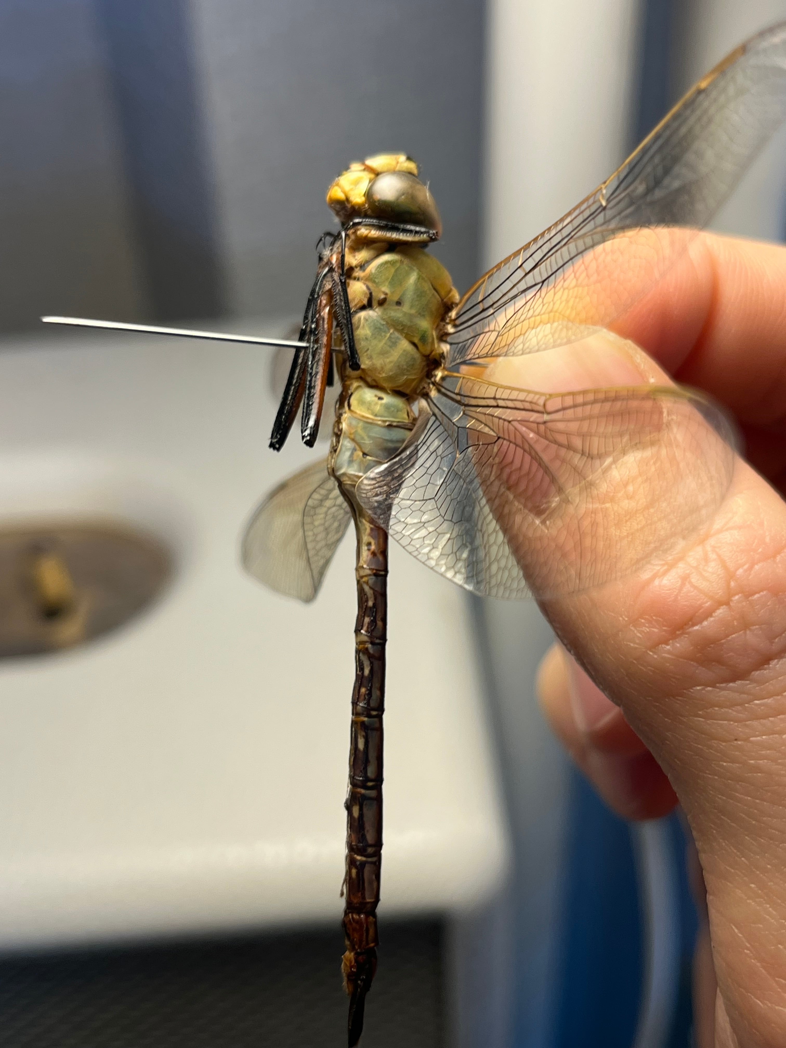 ギンヤンマ 昆虫標本ヘビトンボカマキリマンティス トンボ オニヤンマ
