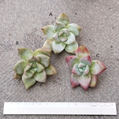発根済カット苗 メキシカンジャイアント Echeveria colorata 'Mexican Giant'