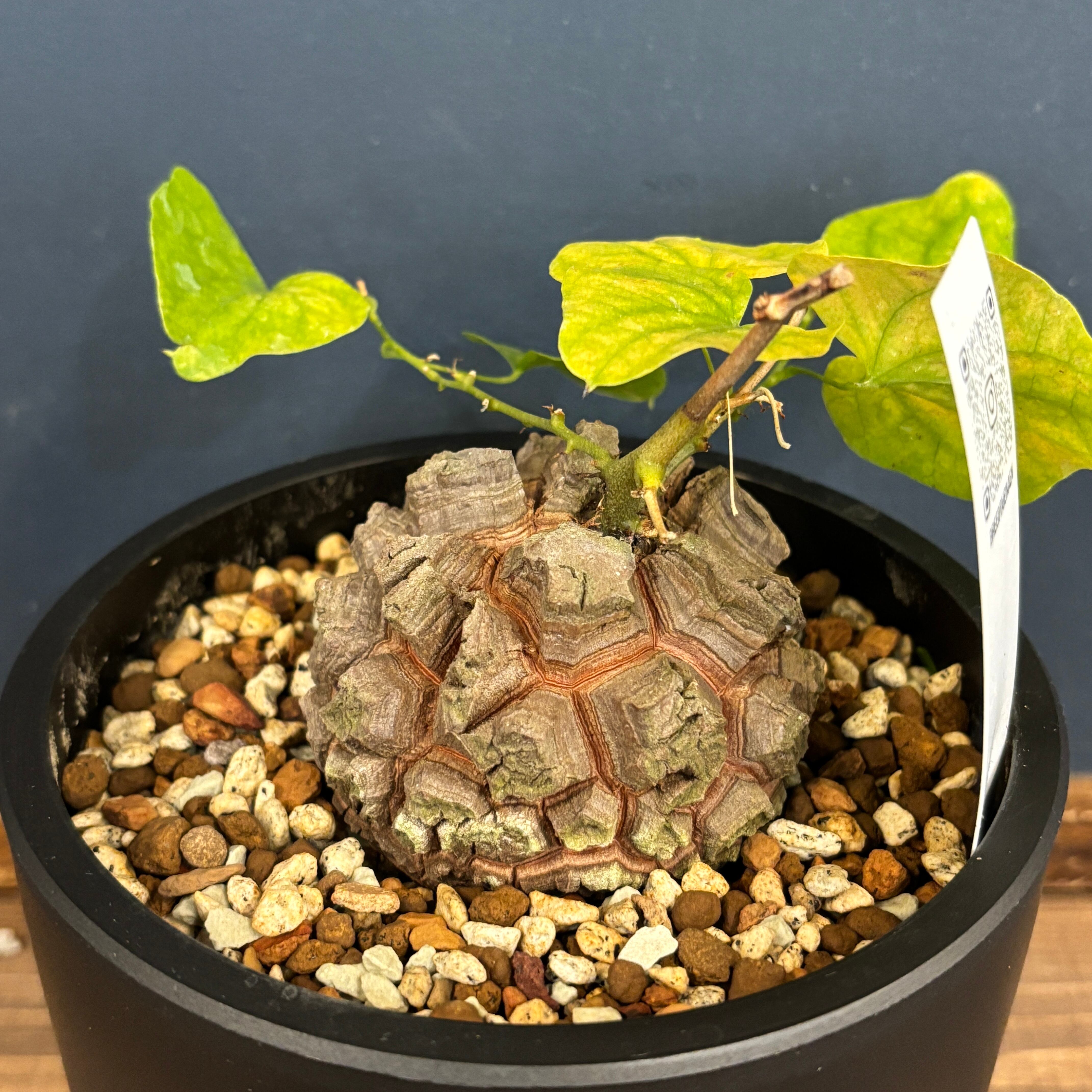 ディオスコレア　エレファンティペス バキバキ　亀甲竜　80mm（鉢付き） 亀甲竜 ディオスコレア・エレファンティペス 2号 SSサイズ – 鉢人