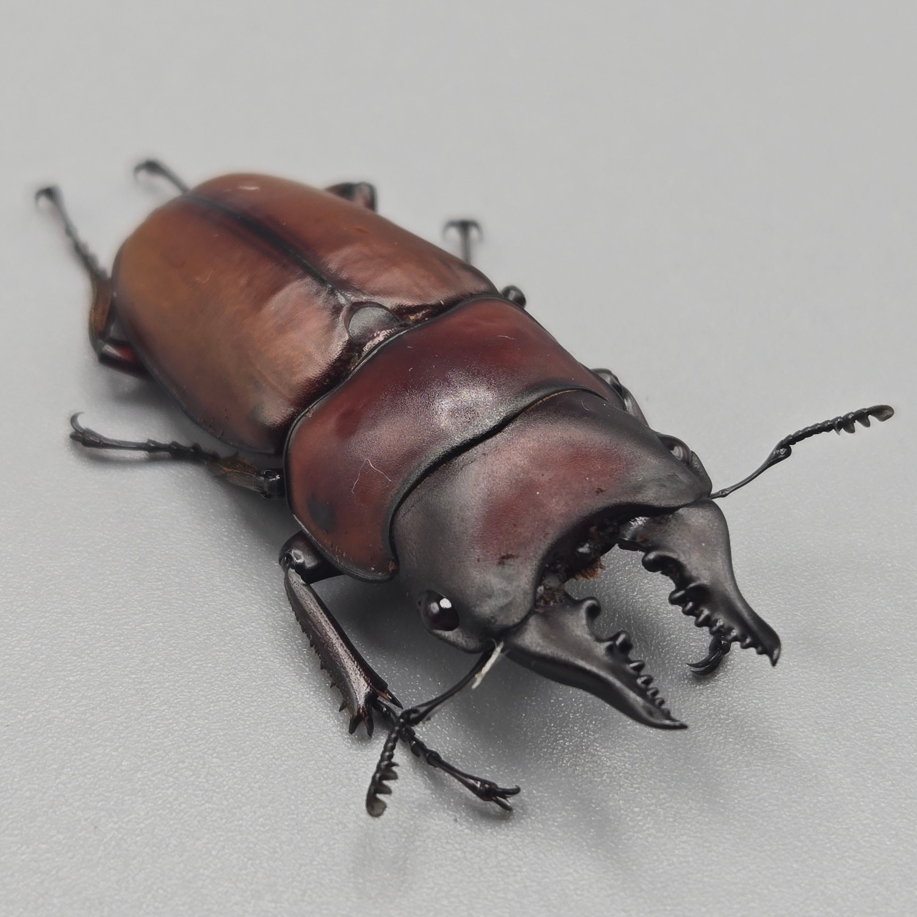 クワガタ | 昆虫専門店【鍬鉄】