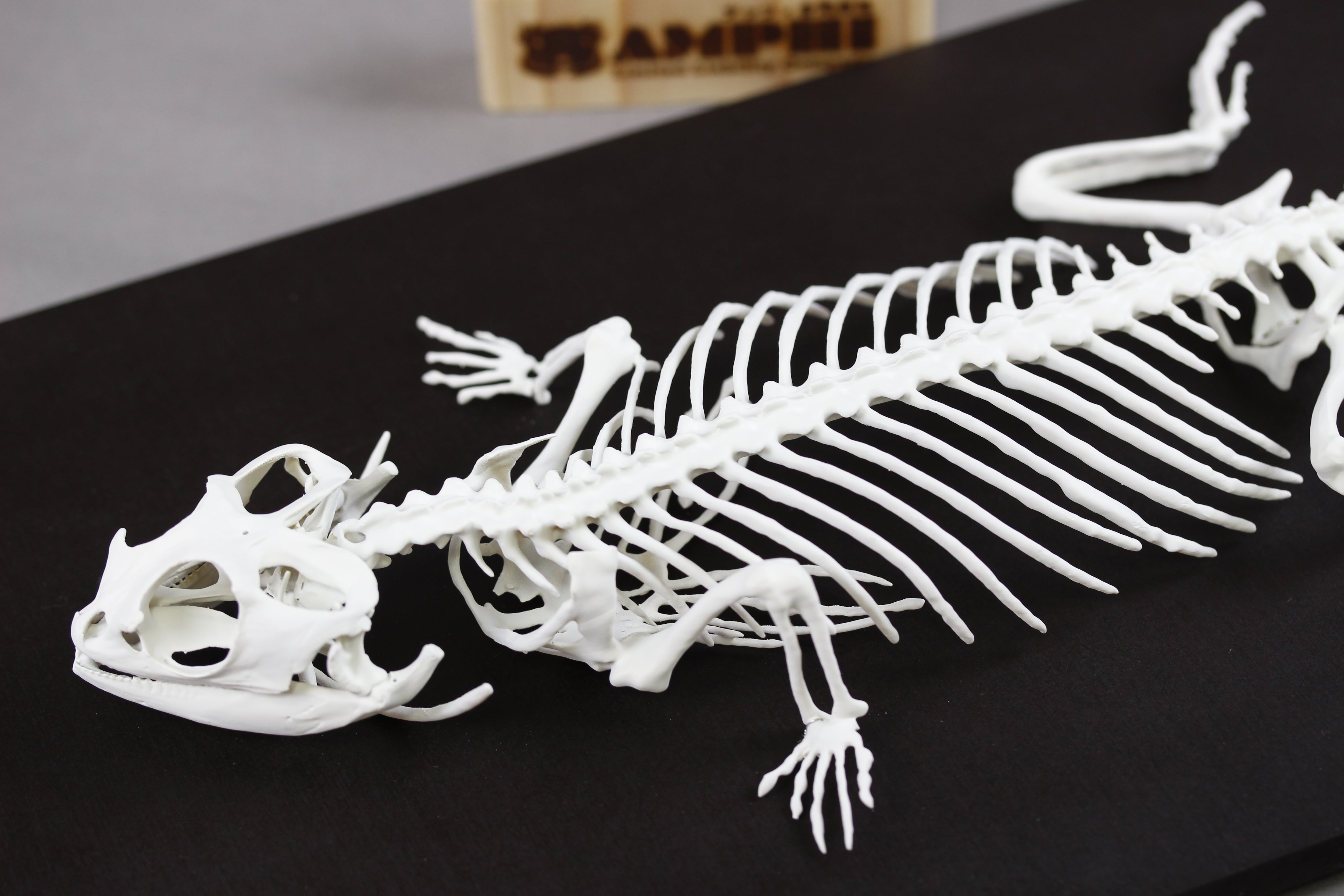 フトアゴヒゲトカゲ 等倍全身骨格レプリカ bearded dragon, Full-size