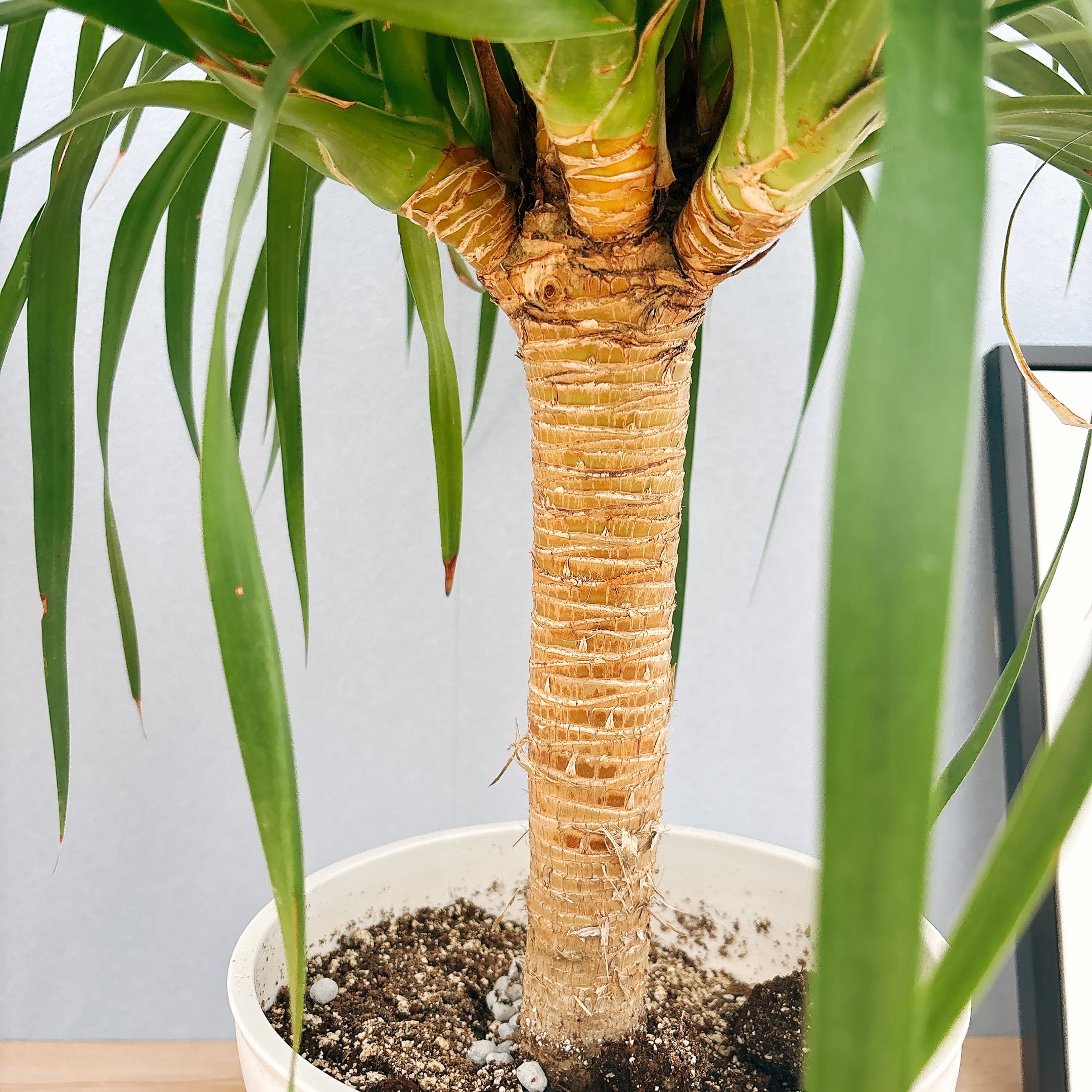 ドラセナ カンボジアーナ 観葉植物 希少種 【公式通販】