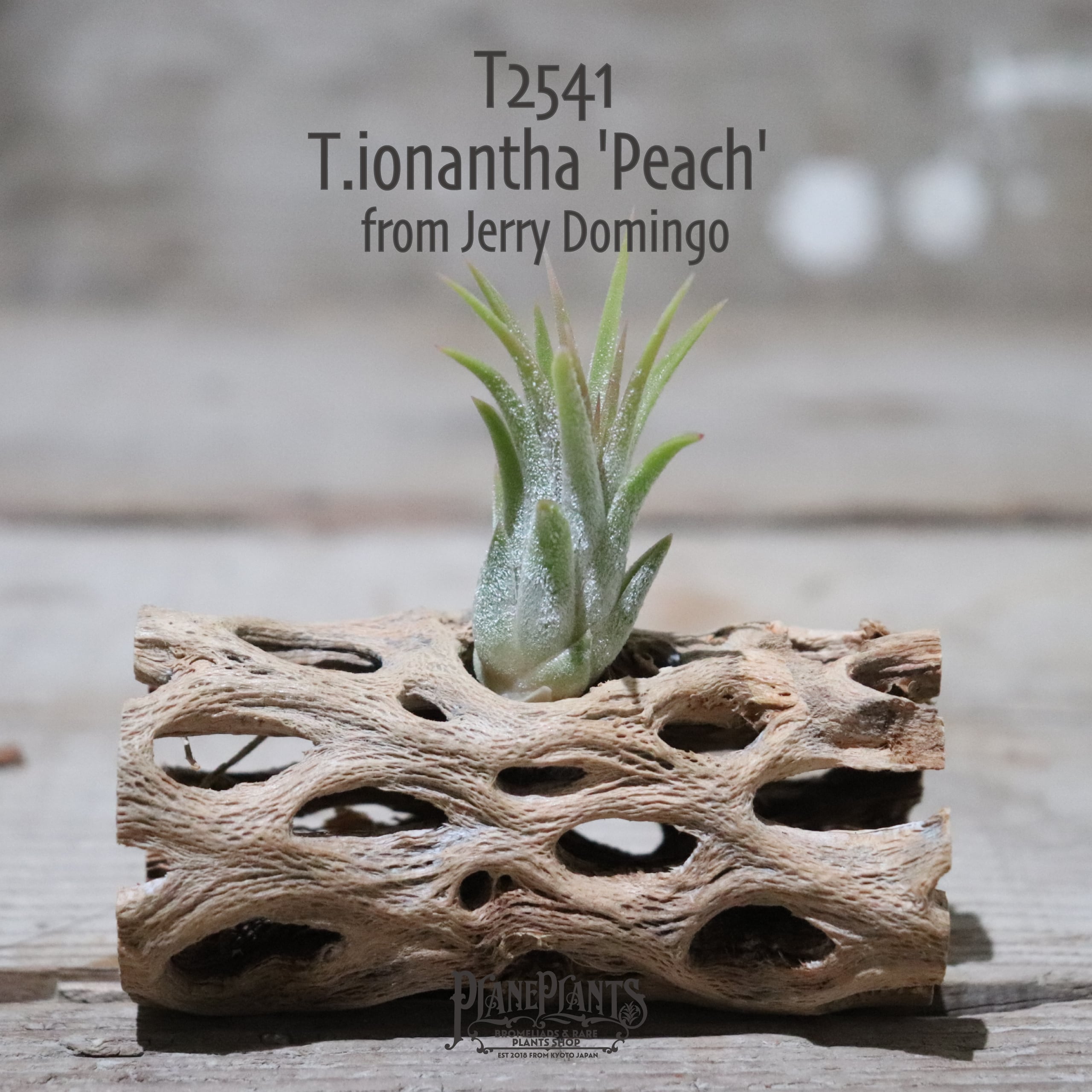 送料無料】ionantha 'Peach' from Jerry Domingo〔エアプランツ〕現品