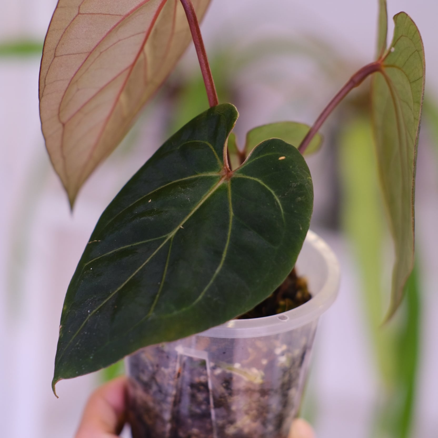 Anthurium KOS × Michelle｜キングオブスペード×ミシェル アンスリウム・キングオブスペード × ミシェル│Anthurium King of