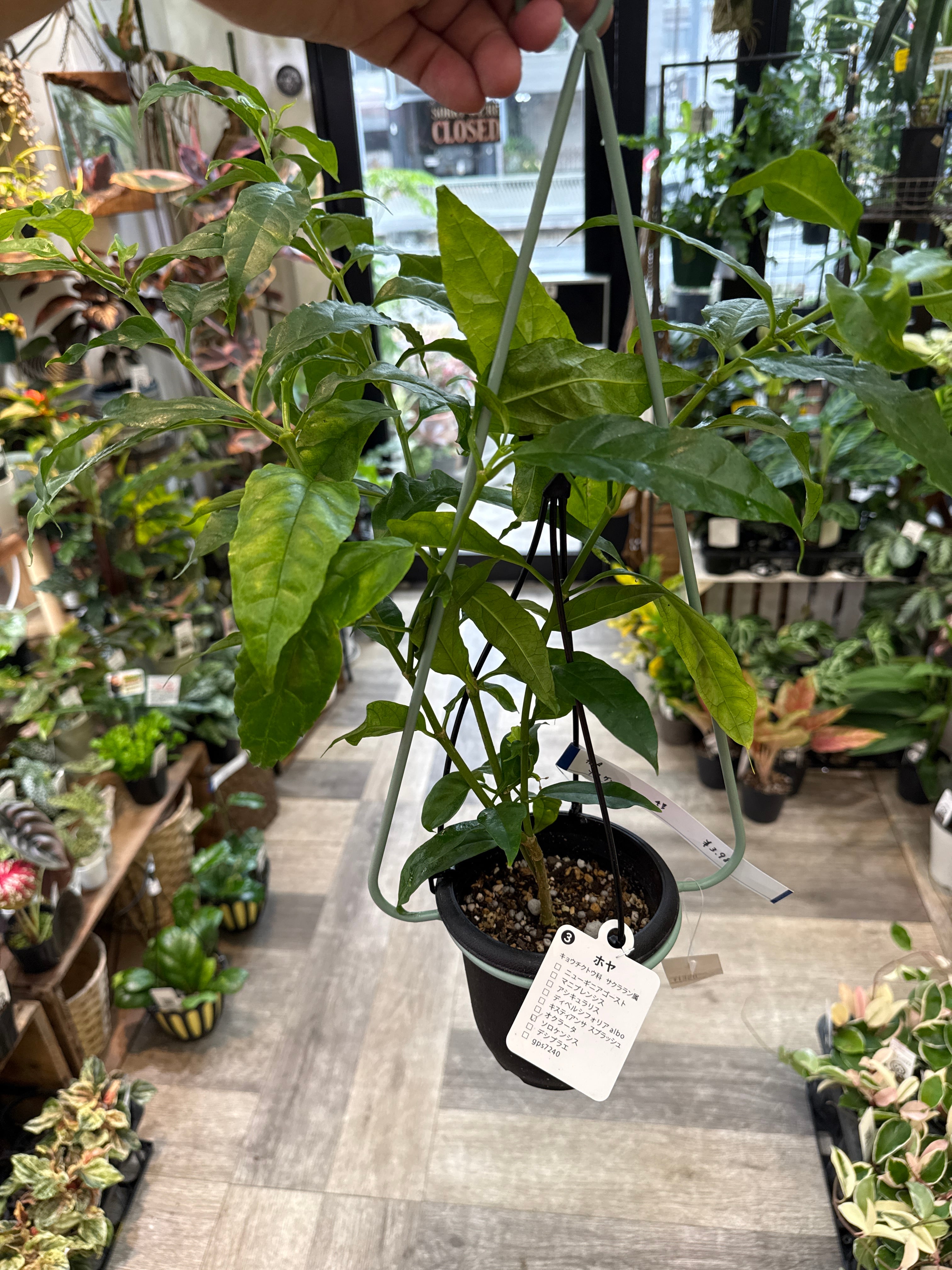 4号】アイアン ハンギング ハンガー | Gardenえん 【観葉熱帯植物】