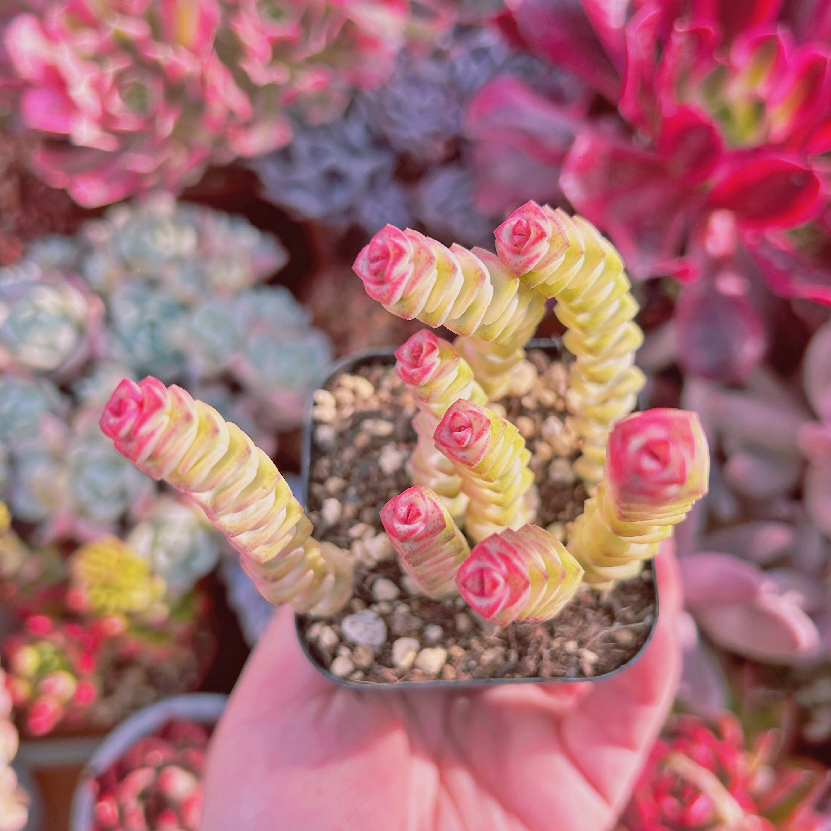 #010現物　多肉植物　ファンタジー錦