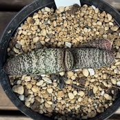 ガステリア ドロミチカ【987】