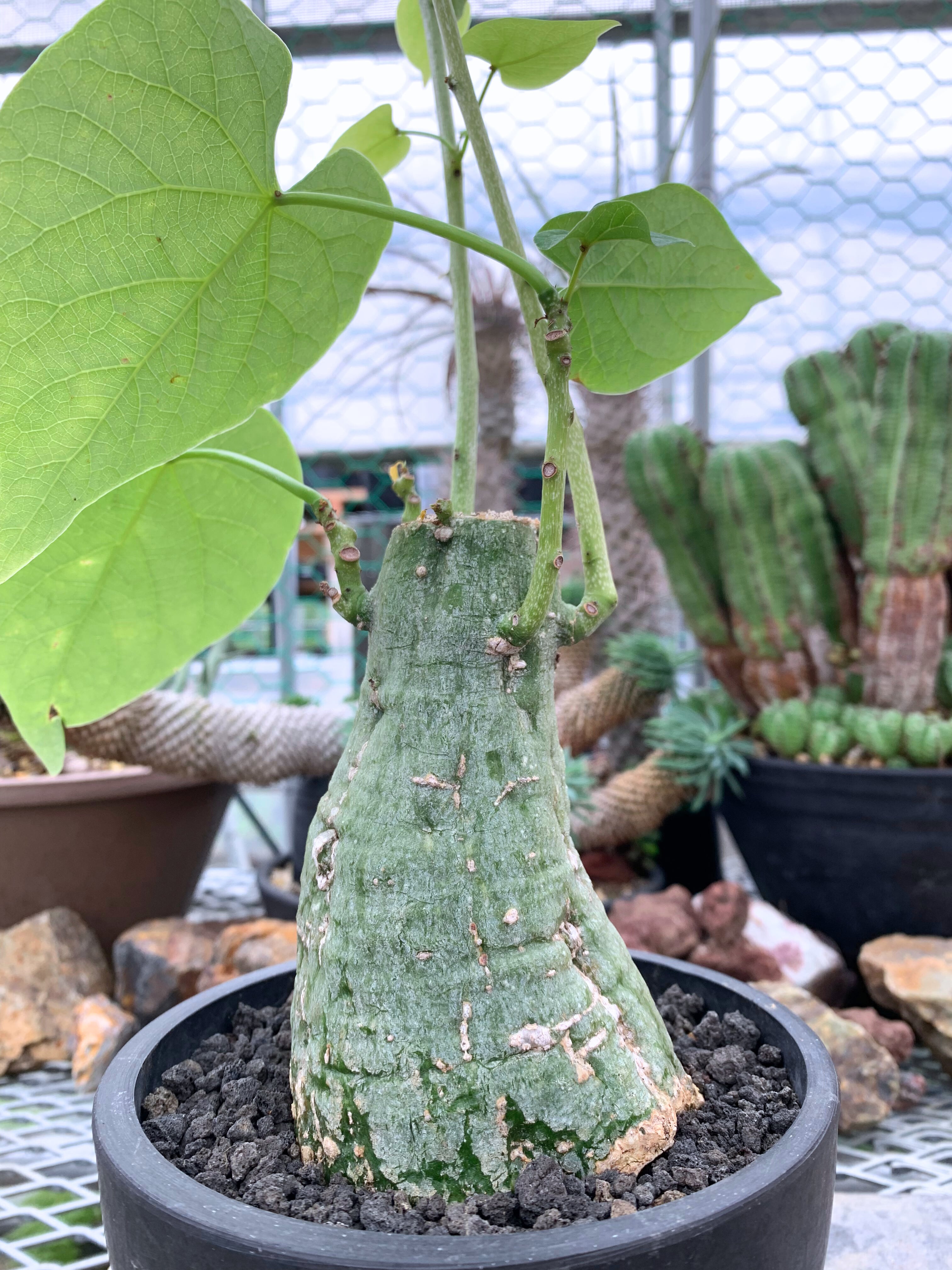 アデニア クリスタルグリーン 55【送料着払い】 | CACTUS330