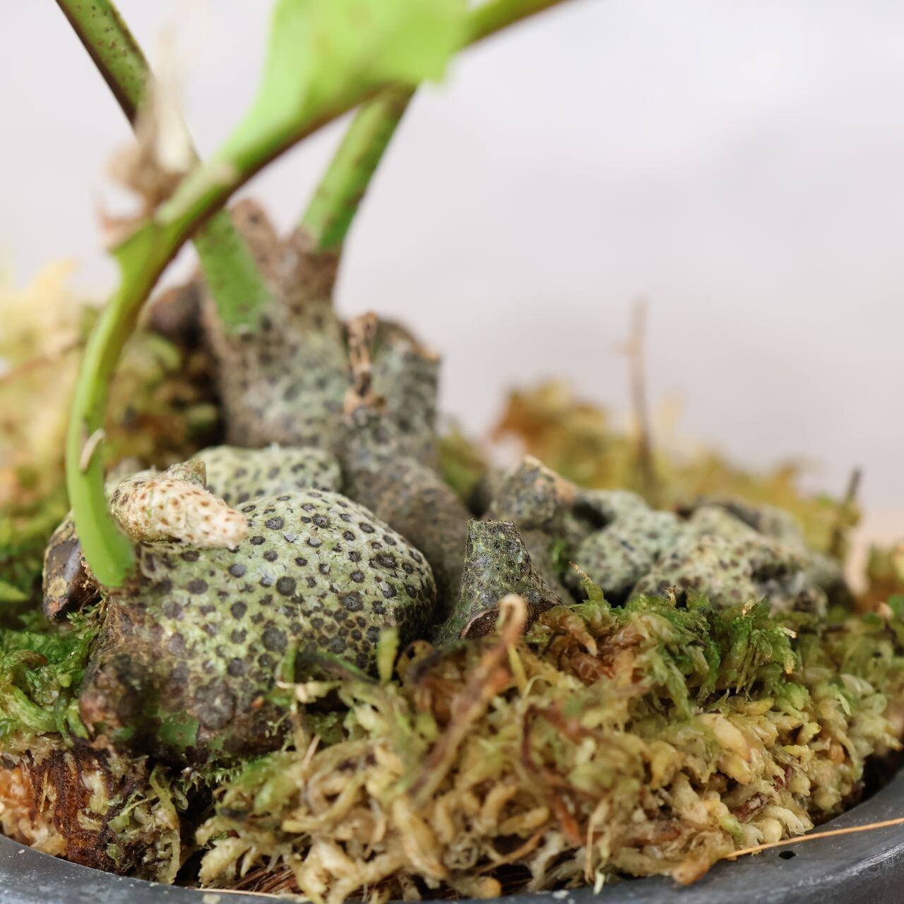 306 アリ植物×シダ植物『レカノプテリス ロマリオイデス Lecanopteris