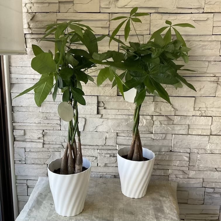 送料無料】【観葉植物】パキラ 6号鉢 | 橋本種苗園