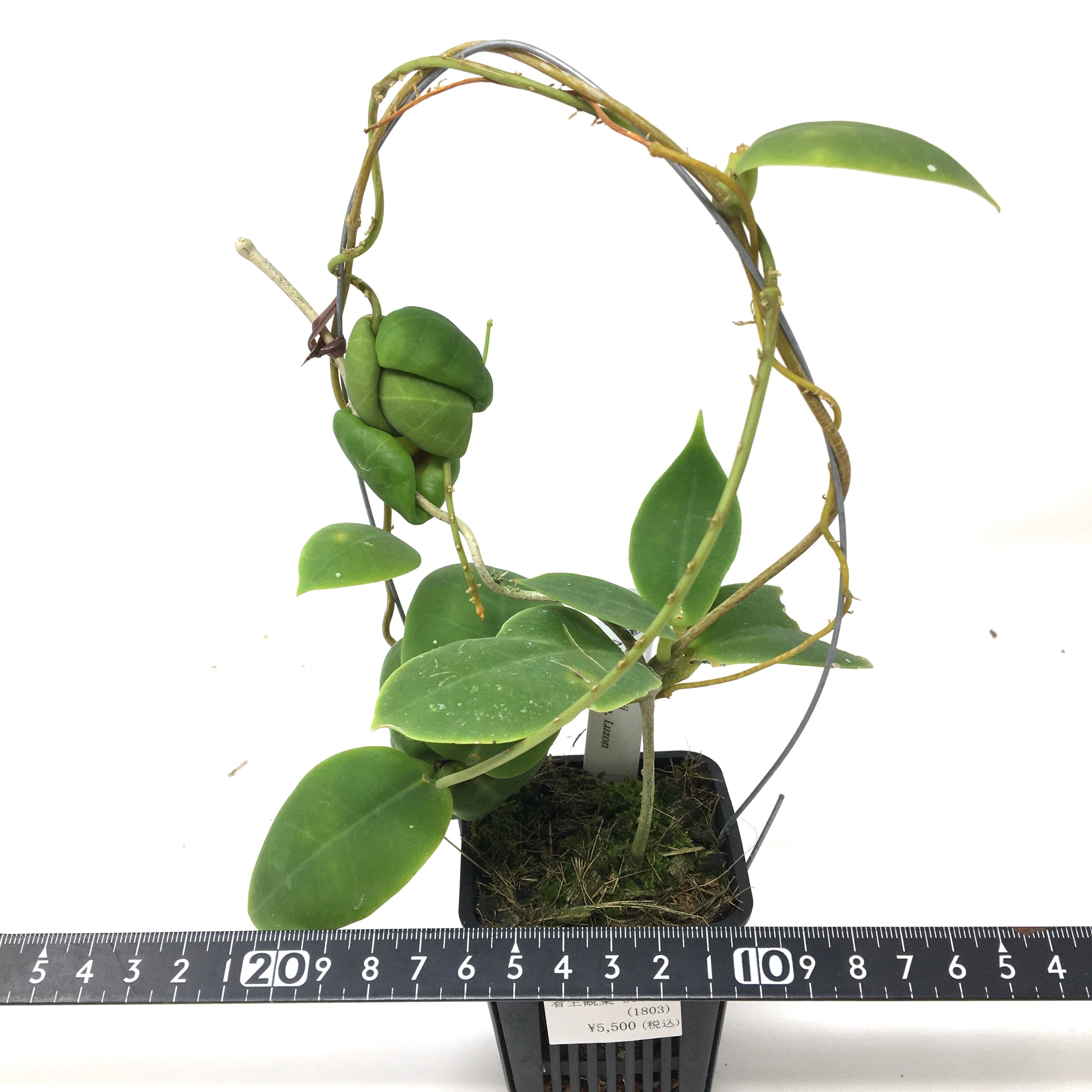 ホヤ darwinii Nueva Vizcaya, Luzon【25】 | PROTOLEAF プロト ホヤ darwinii Nueva Vizcaya, Luzon【25】 | PROTOLEAF プロト