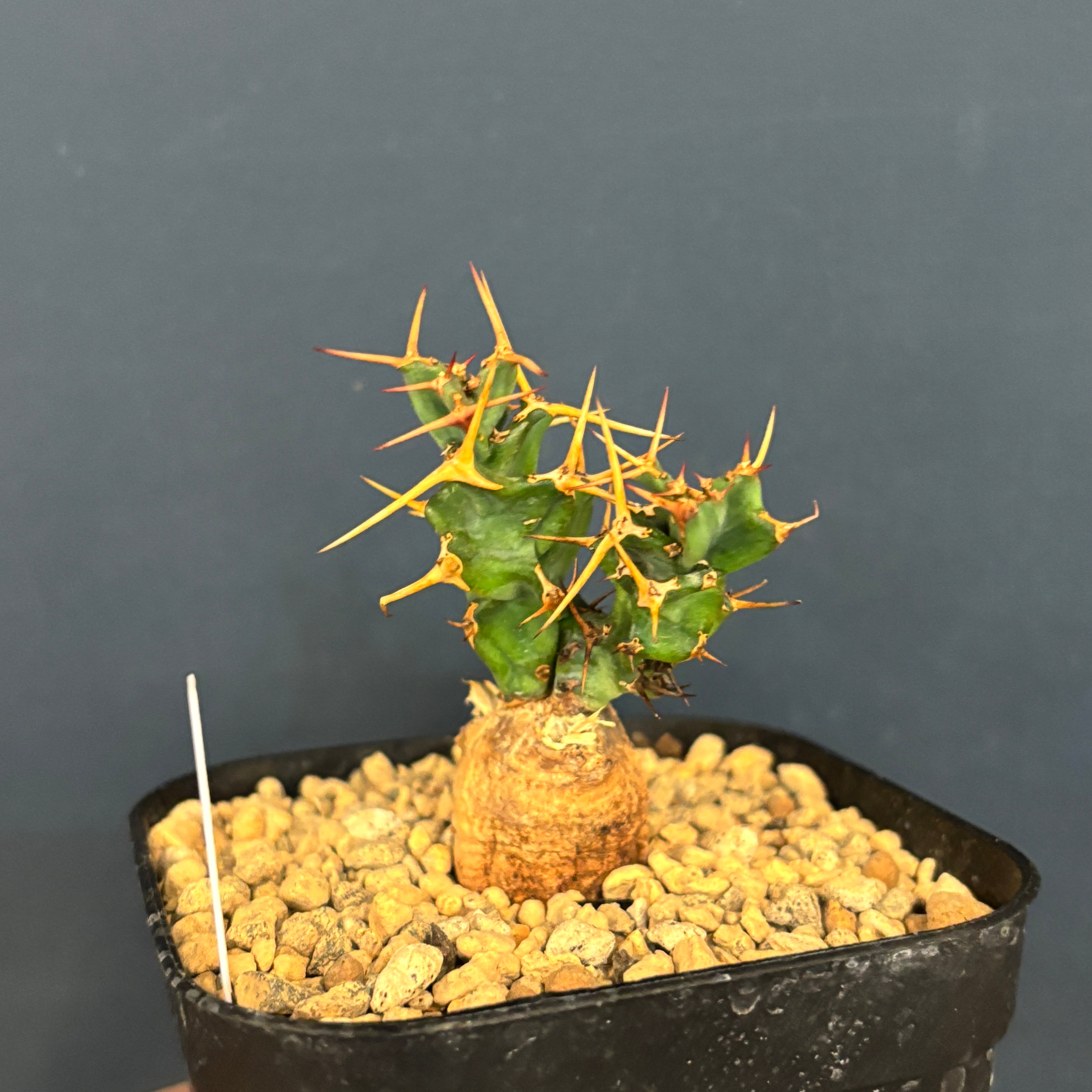 ユーフォルビア クラビゲラ【383】 | PROTOLEAF プロトリーフ