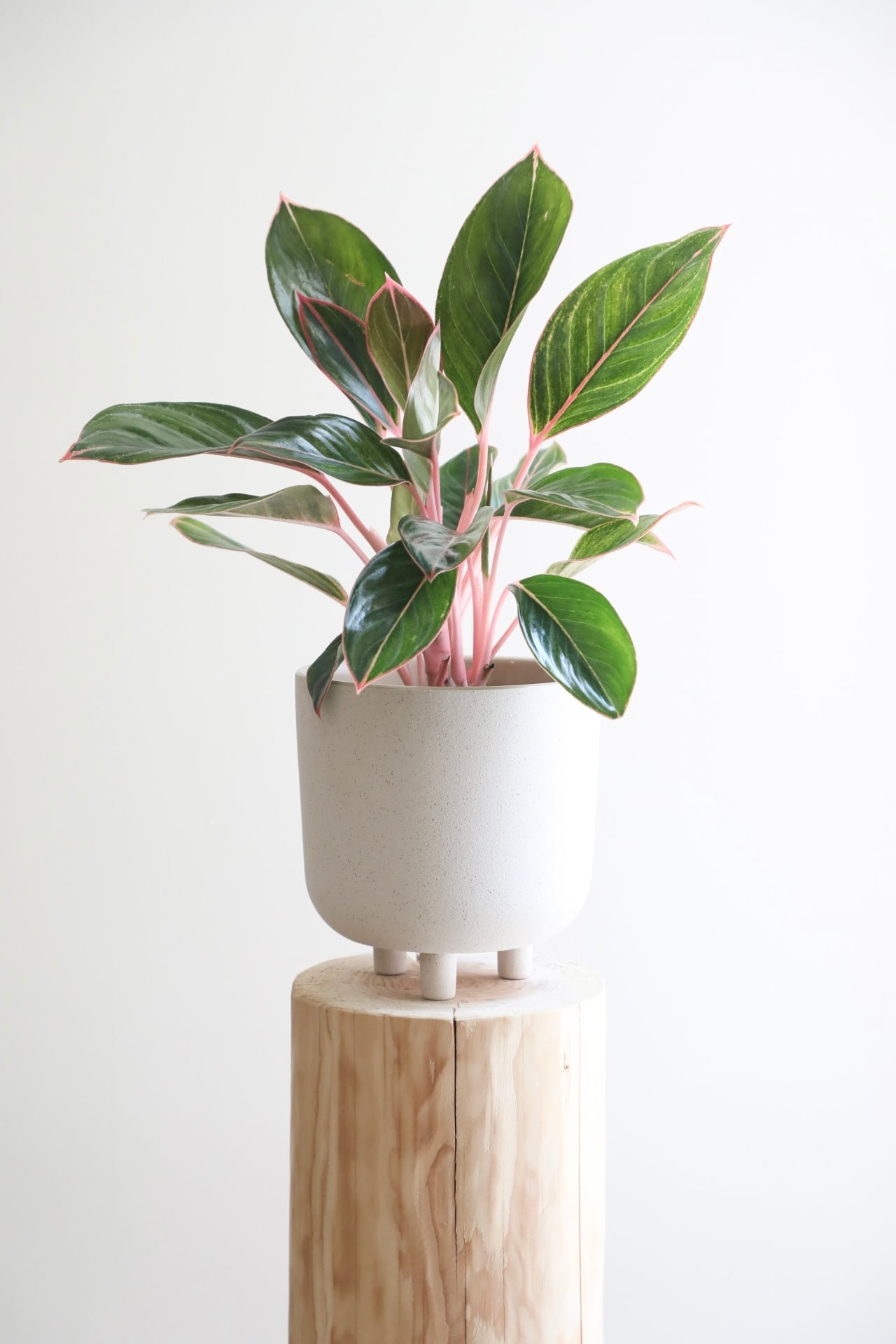 アグラオネマ モンコンファイ/Aglaonema ※陶器鉢カバー付き | 【観葉 