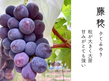 【送料無料】秀品 ぶどうの王様 藤稔 3kg（5~6房） 送料無料】秀品 ぶどうの王様 藤稔 3kg（5~6房） 楽天市場】藤稔