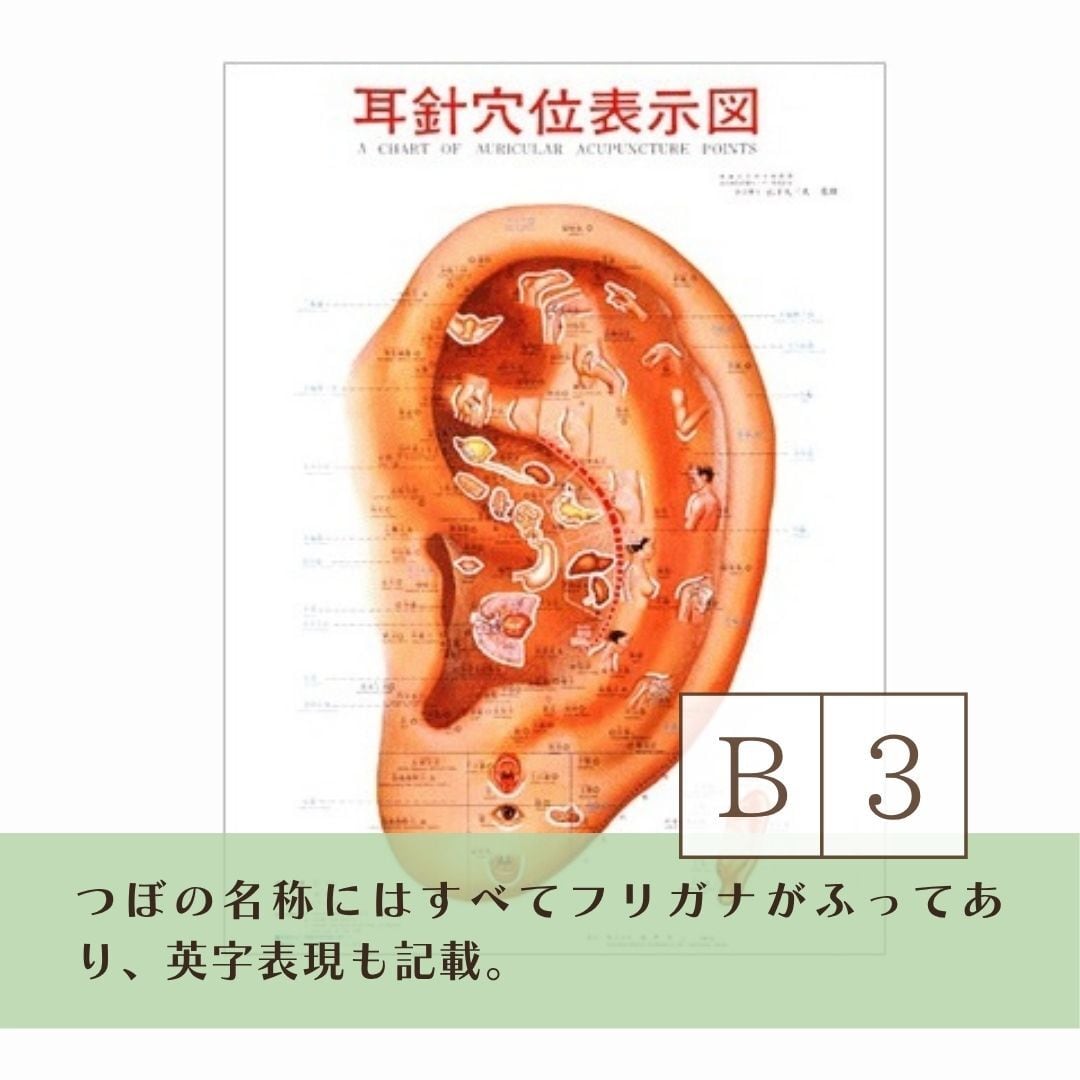 耳つぼ表示図ポスター｜耳にある器官のつぼをわかりやすく《上級者向け