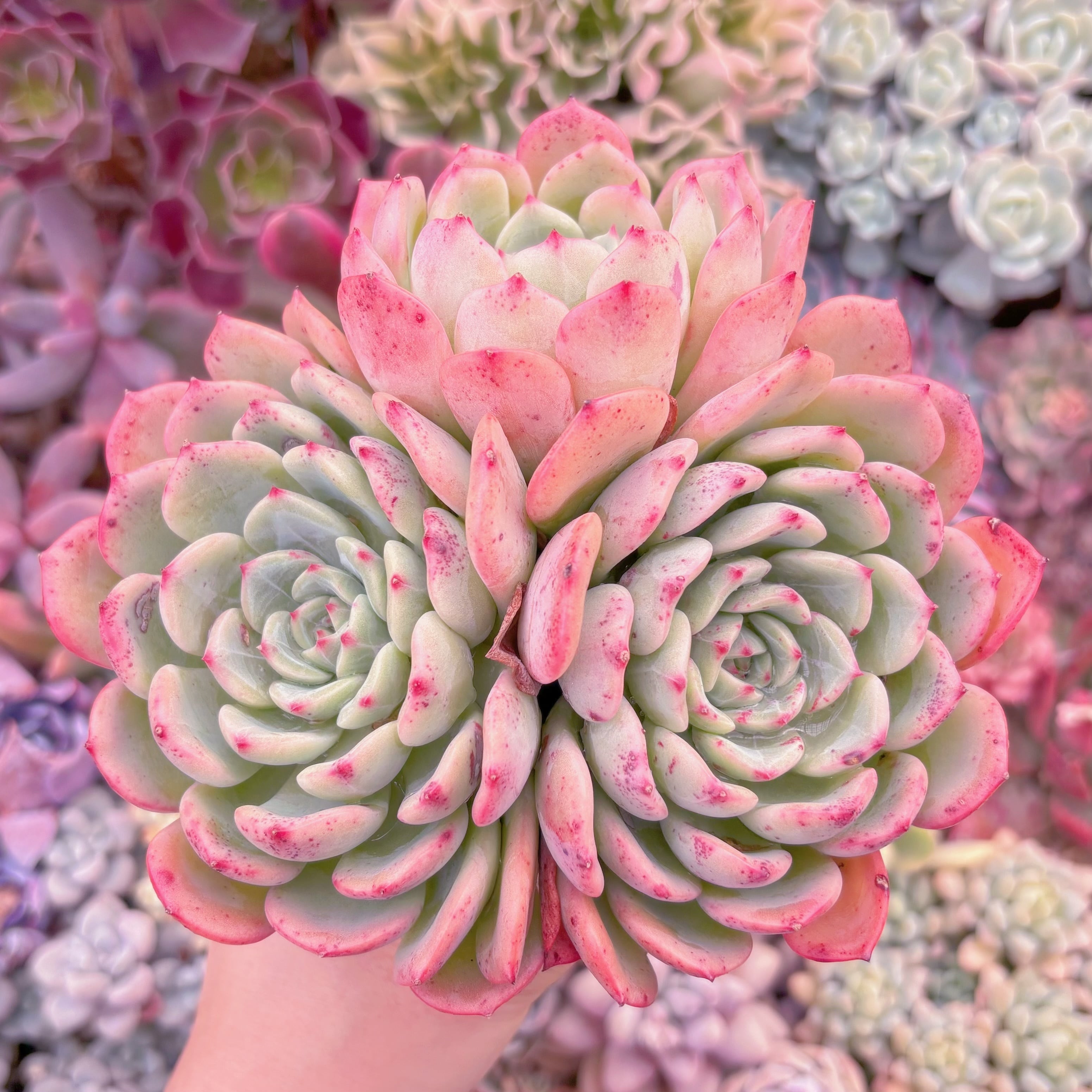 現品　サーモン#823　群生　るる農園