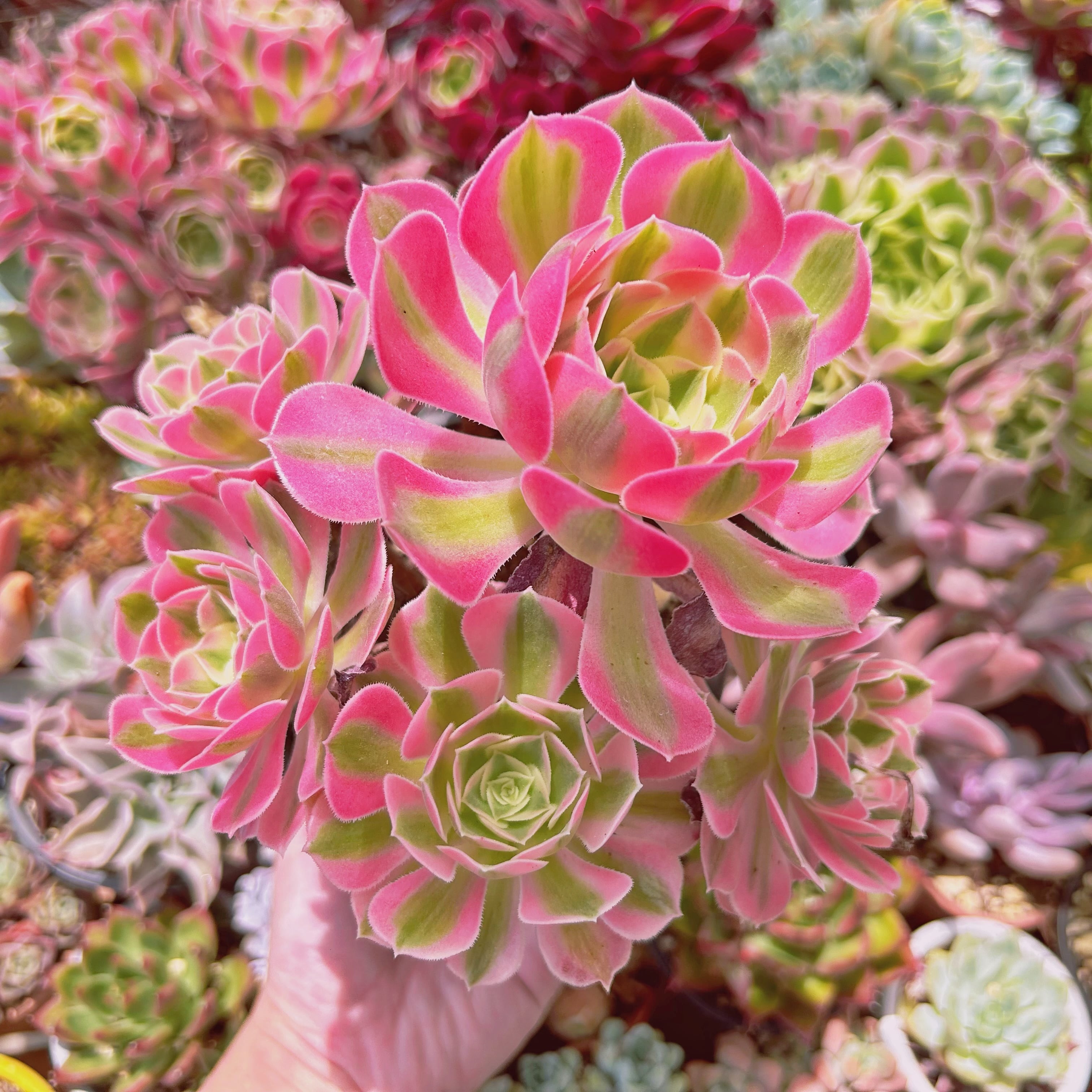 現物　多肉植物　アフラダイティ　特大　抜き苗