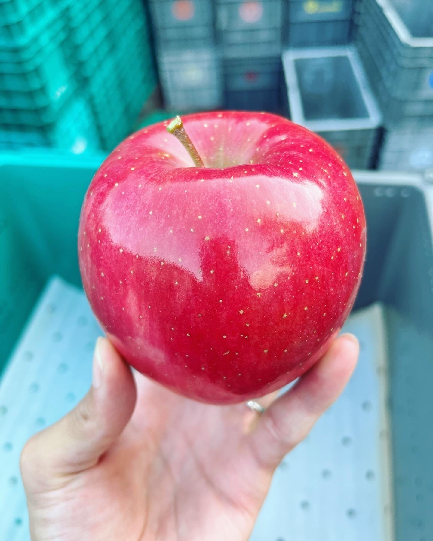 葉取らず早生ふじ贈答用　3kg