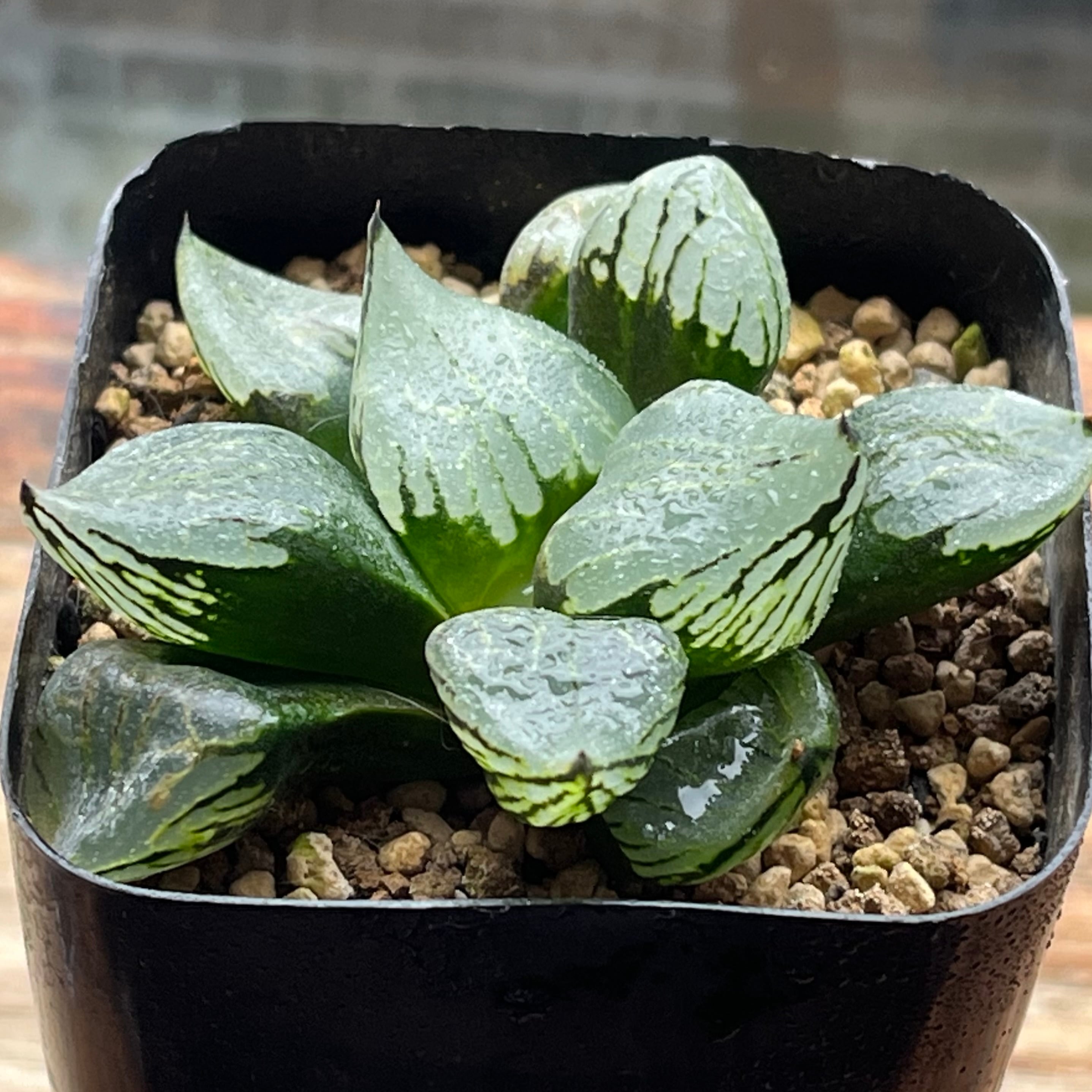 ハオルチア 白銀鉄道錦 | mocono_plants