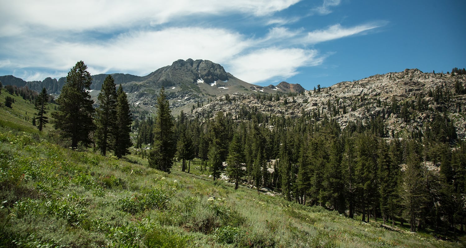 シエラフォレスト エッセンシャルオイル | OUT THERE