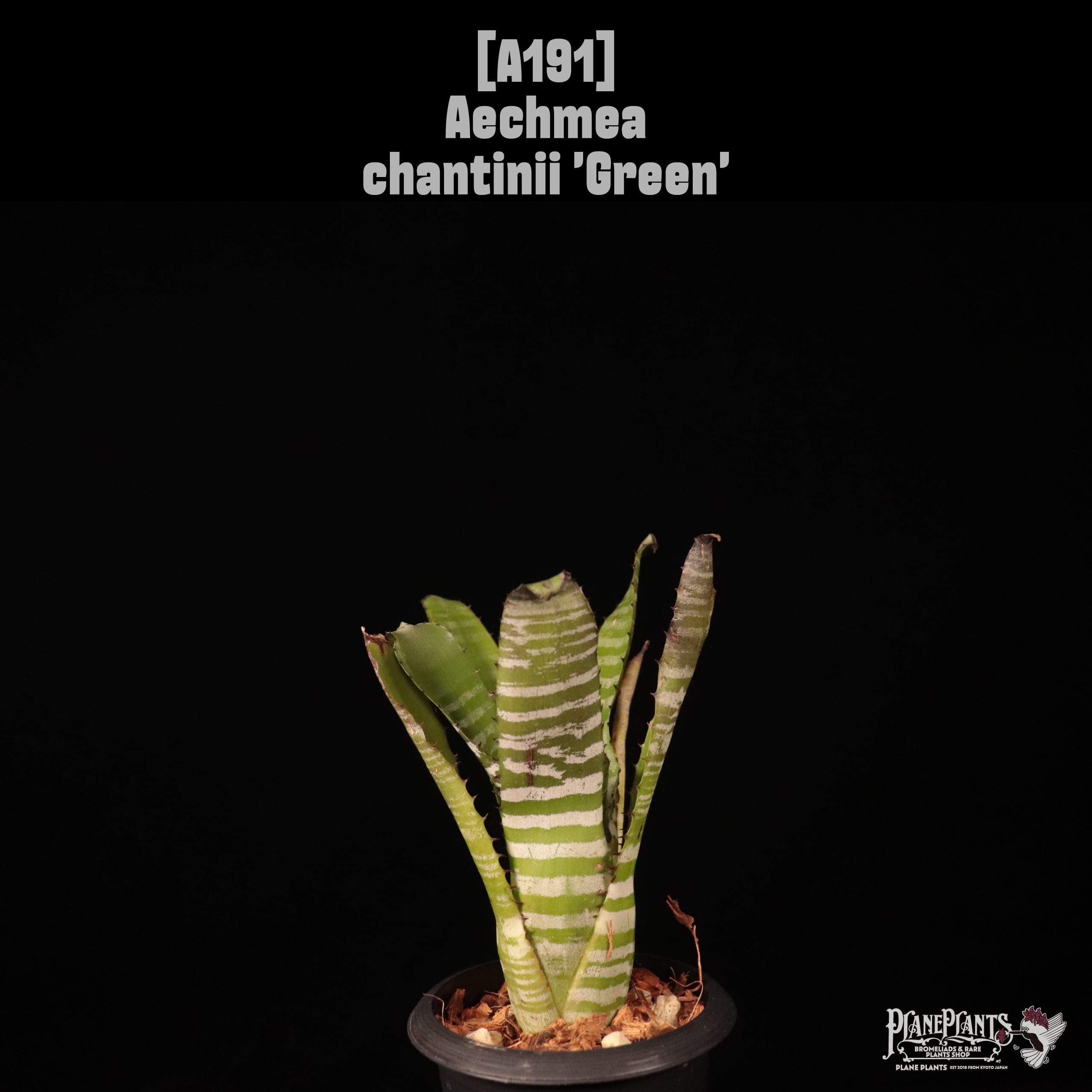 【送料無料】Aechmea chantinii 'Green'〔エクメア〕現品発送A191