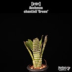 【送料無料】Aechmea chantinii 'Green'〔エクメア〕現品発送A191
