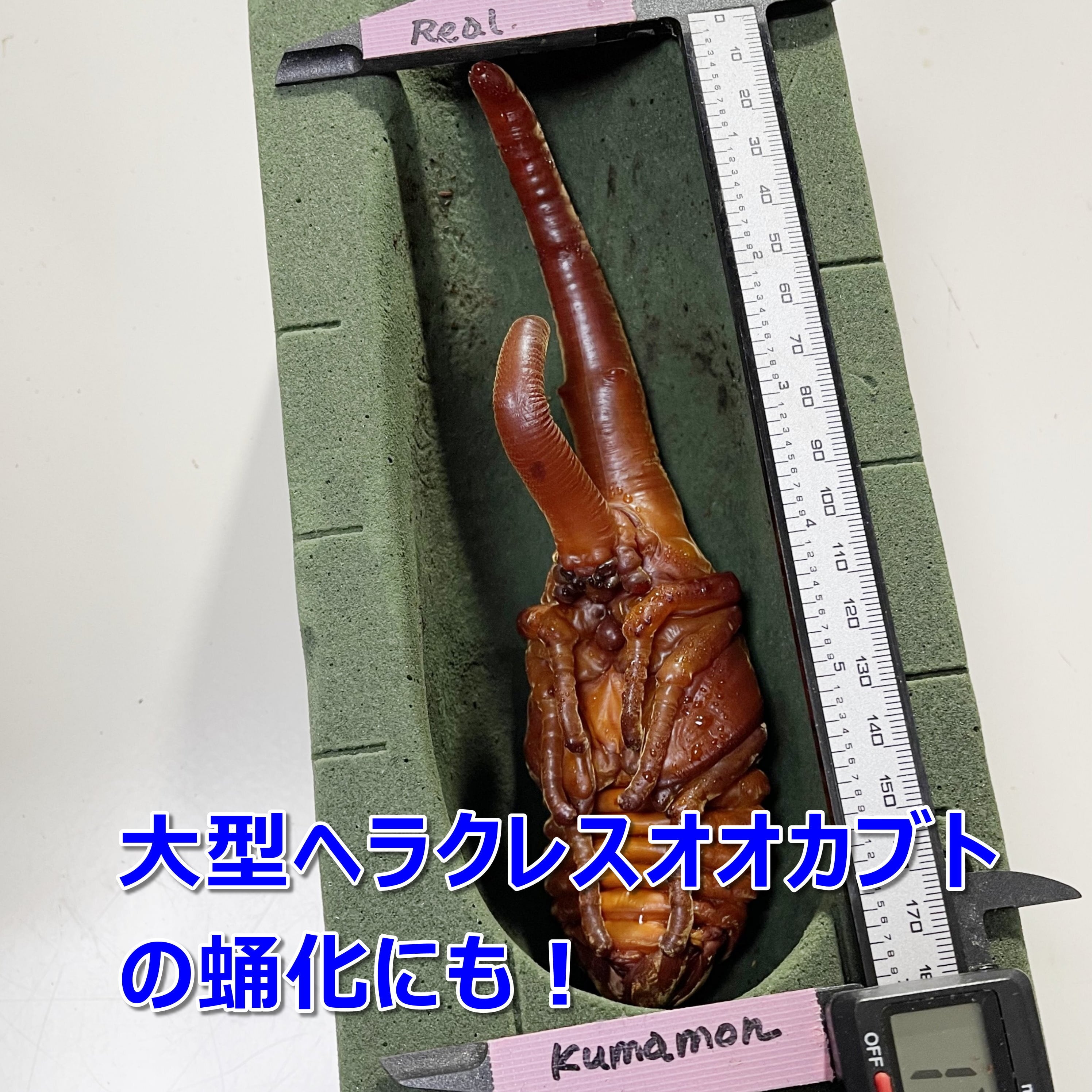 人工蛹室 吸水スポンジ 1個 外国産カブトムシ・ヘラクレスオオカブトの