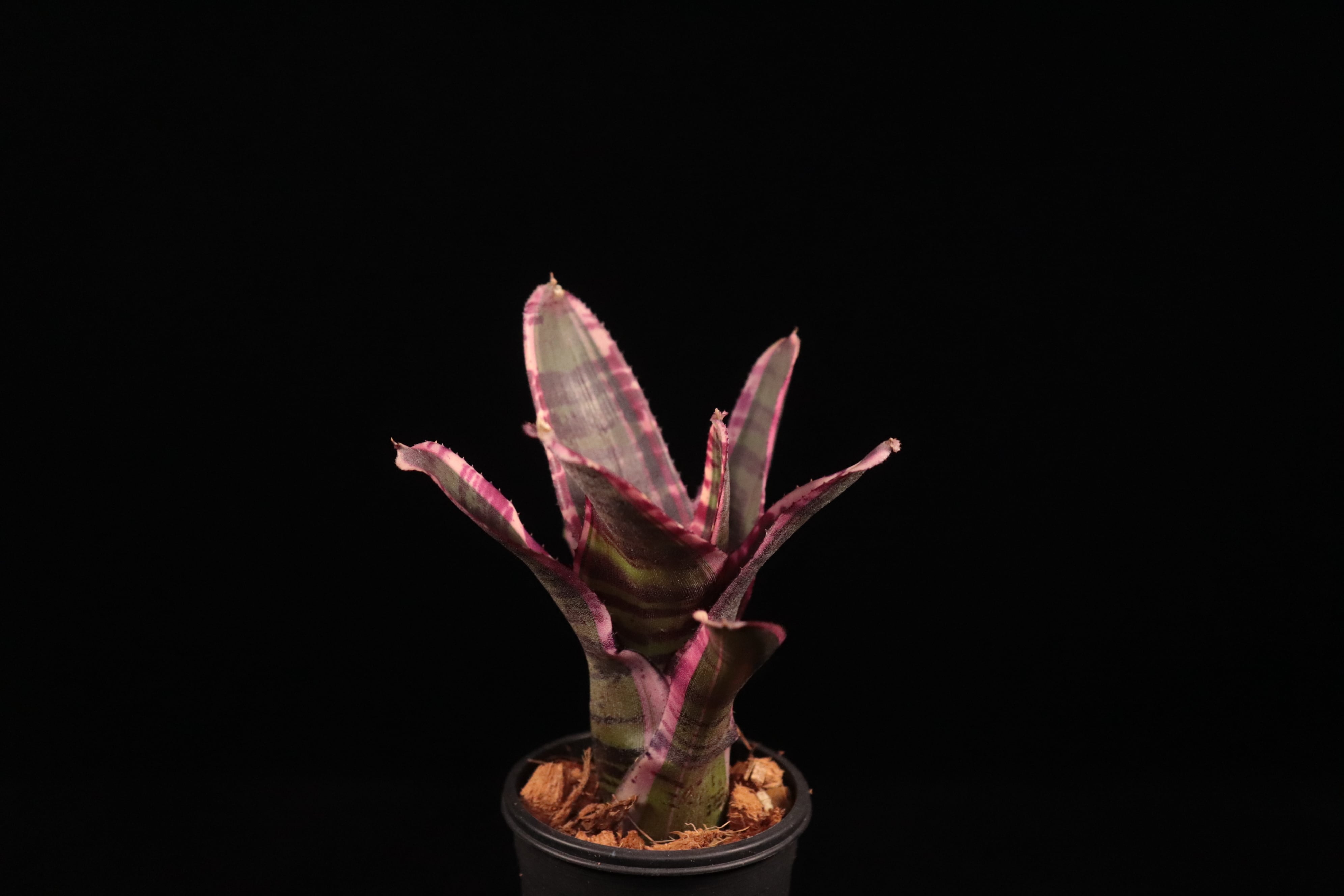送料無料】Neoregelia 'Wild Dynamo'〔ネオレゲリア〕現品発送N0627