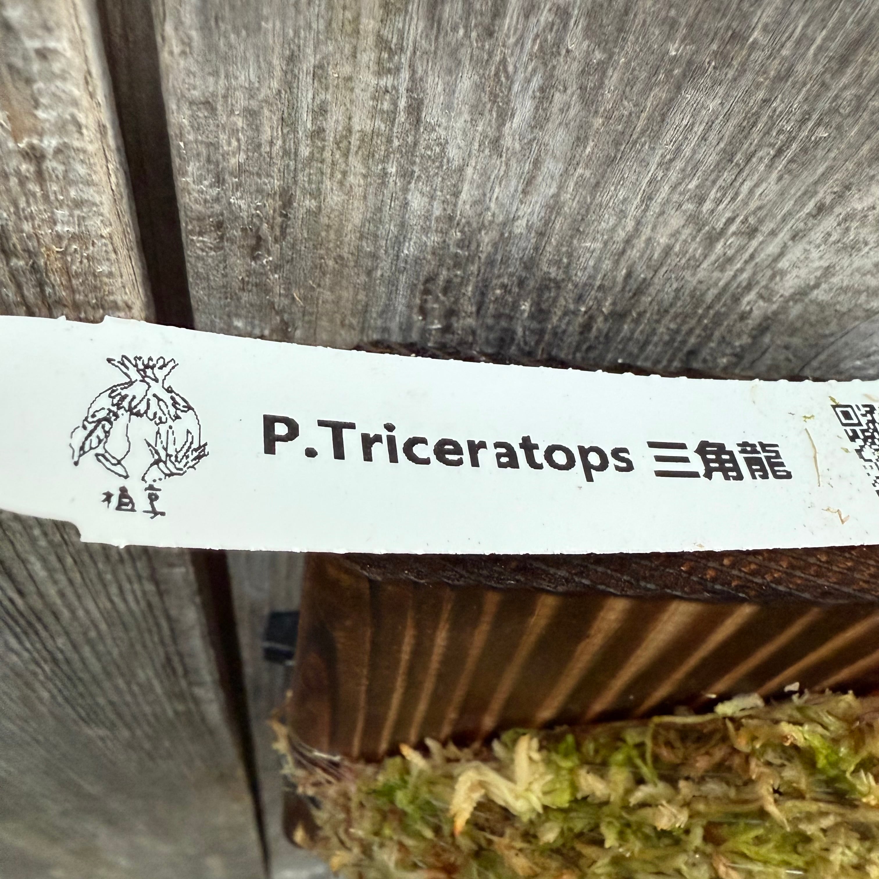 ビカクシダ P.Triceratops 三角龍（pup） P.Triceratops (三角龍) pup | naturefix