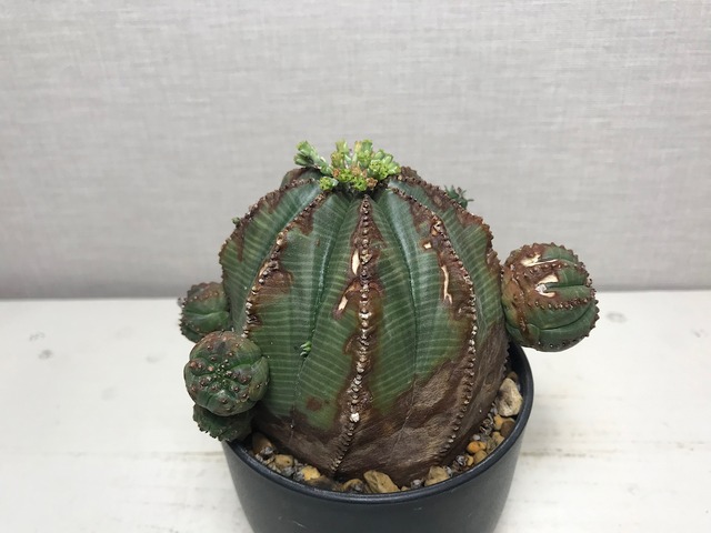 ユーフォルビア オベサ
